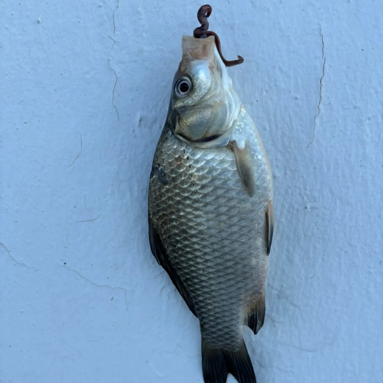 The most recent Crucian carp catches on Fishbrain