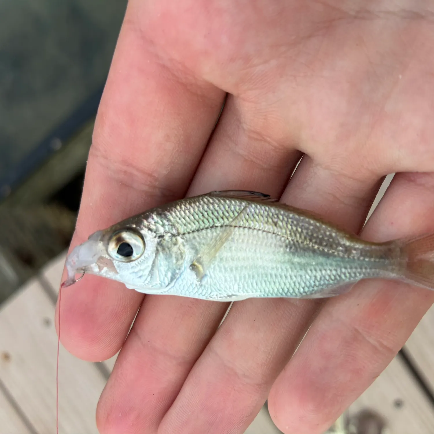 The most recent Tidewater mojarra catches on Fishbrain