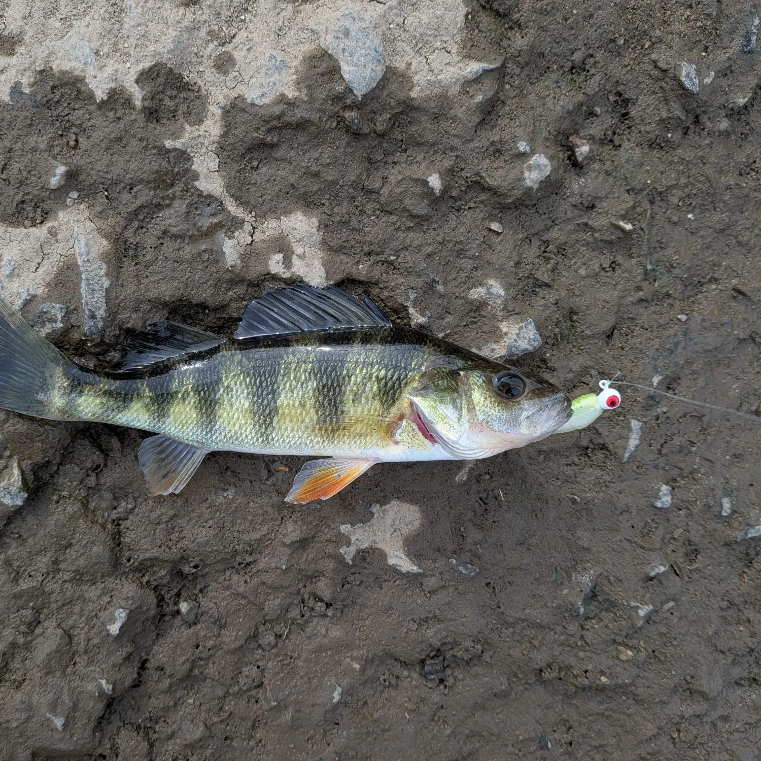 Yellow perch caught on Fishbrain
