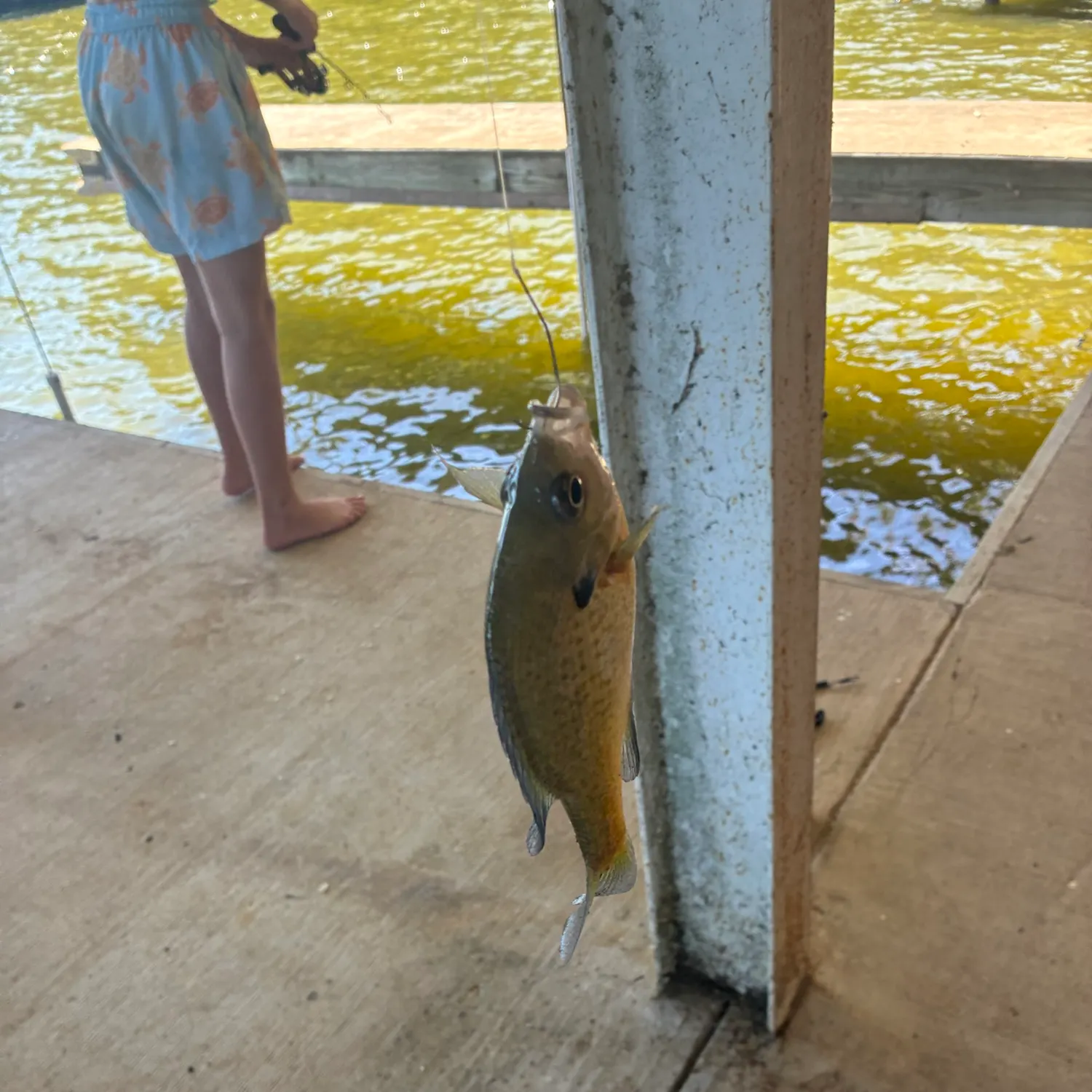 Bluegill caught on Fishbrain