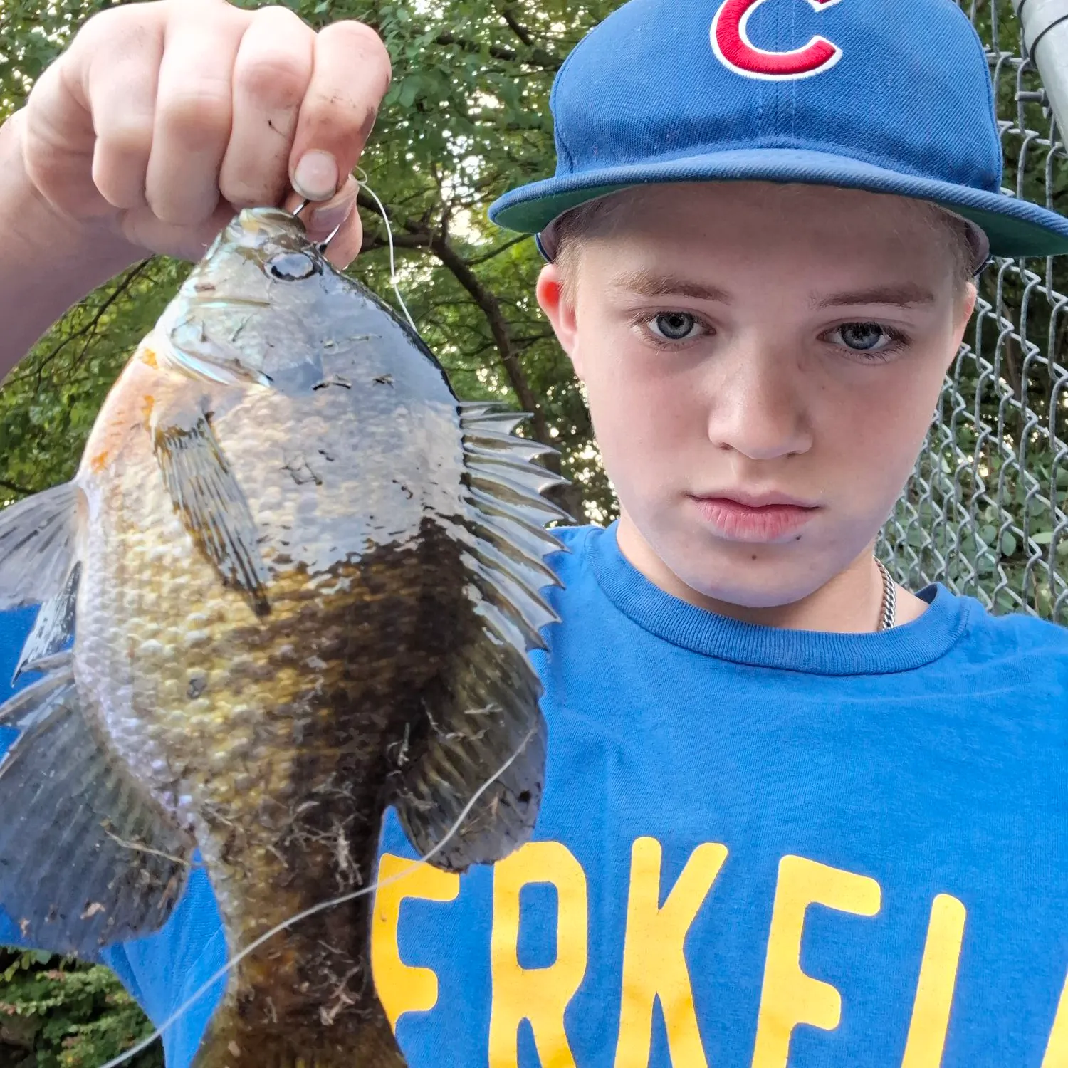 Bluegill caught on Fishbrain