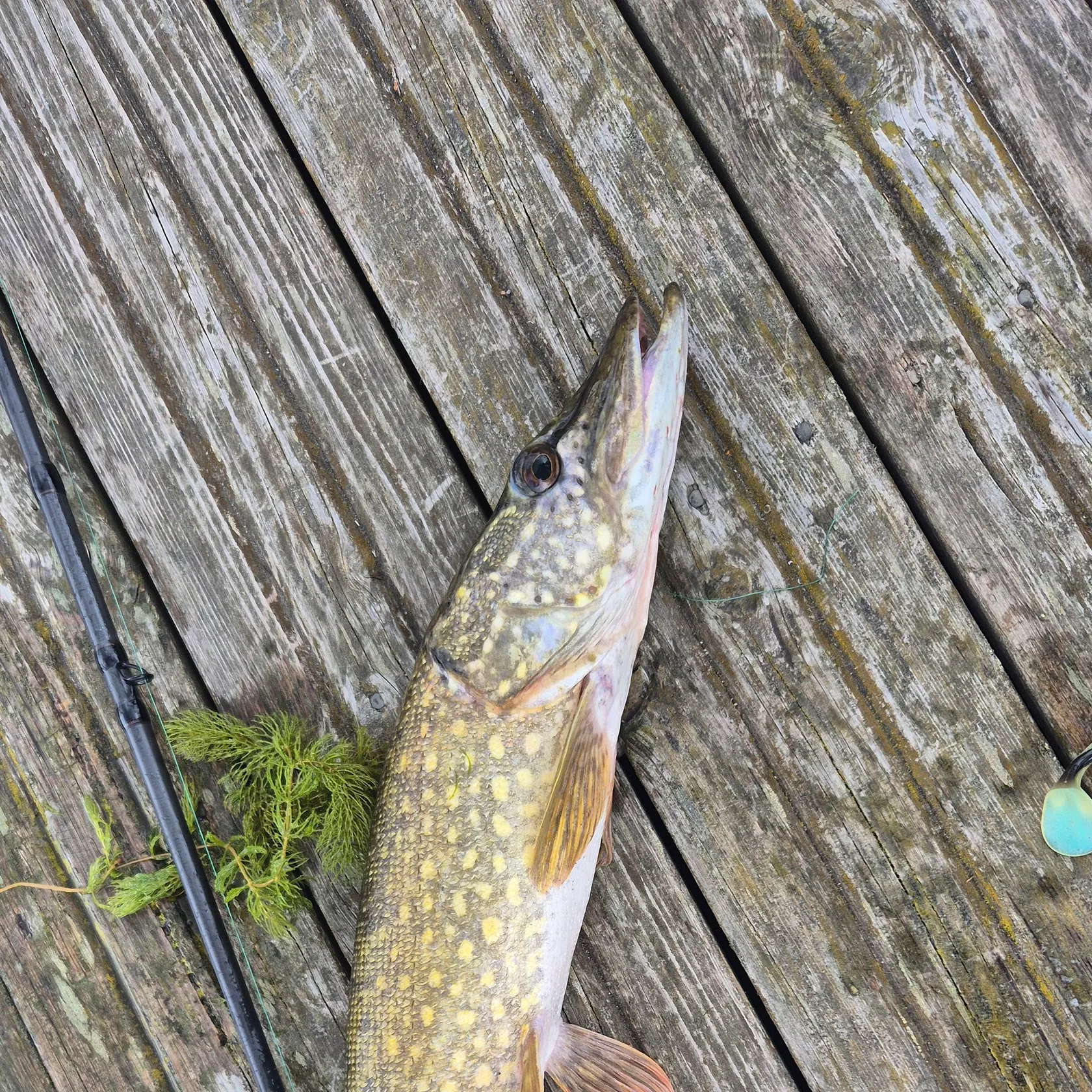 Northern pike caught on Fishbrain
