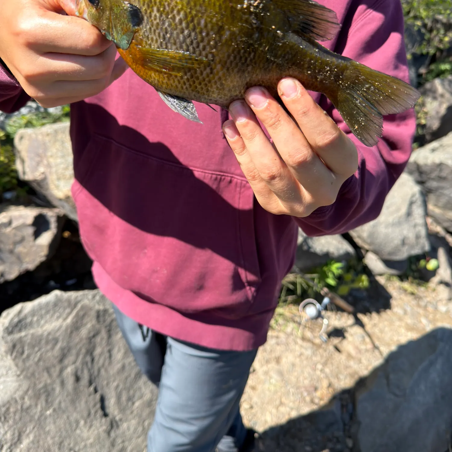 Bluegill caught on Fishbrain
