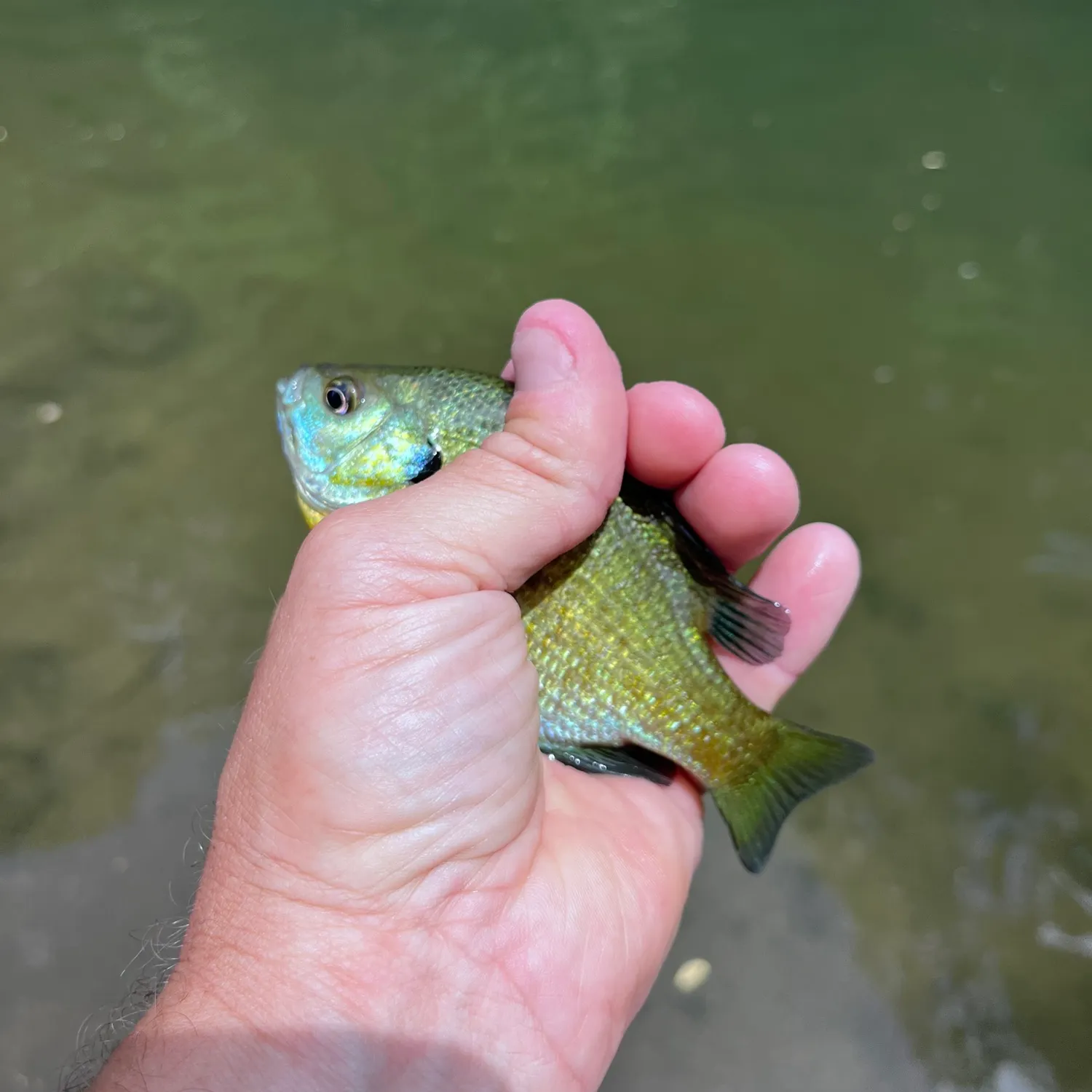 The most recent Bluegill catches on Fishbrain