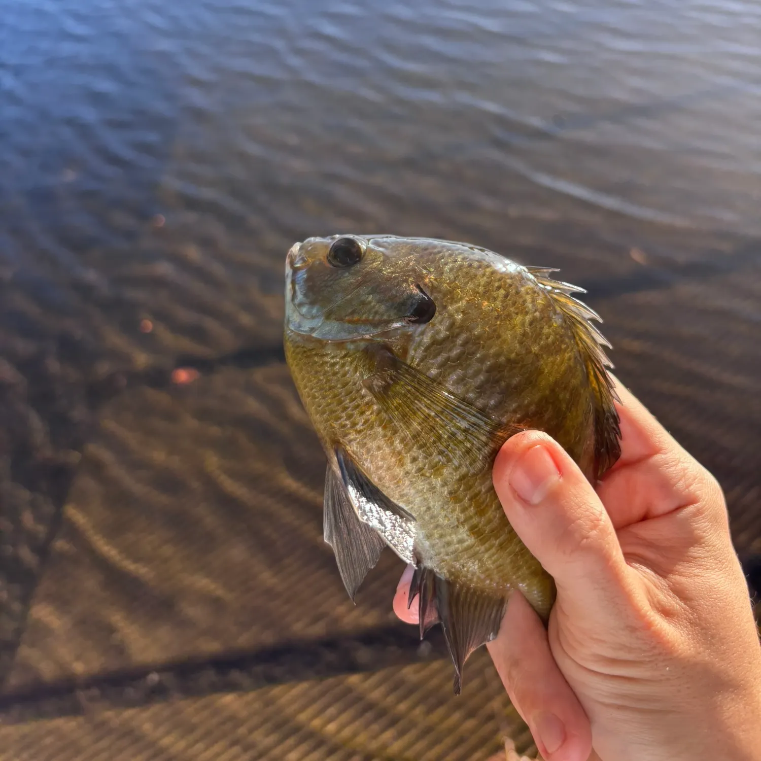 Bluegill caught on Fishbrain