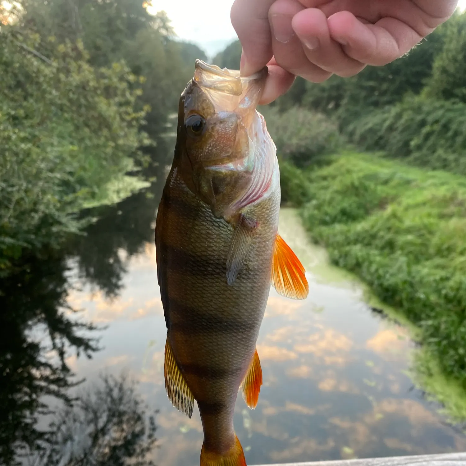 European perch caught on Fishbrain
