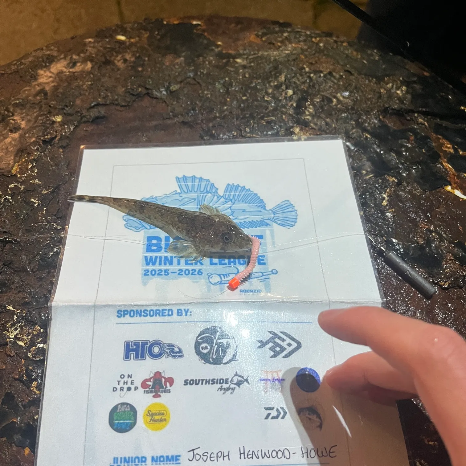 The most recent Dragonet catches on Fishbrain