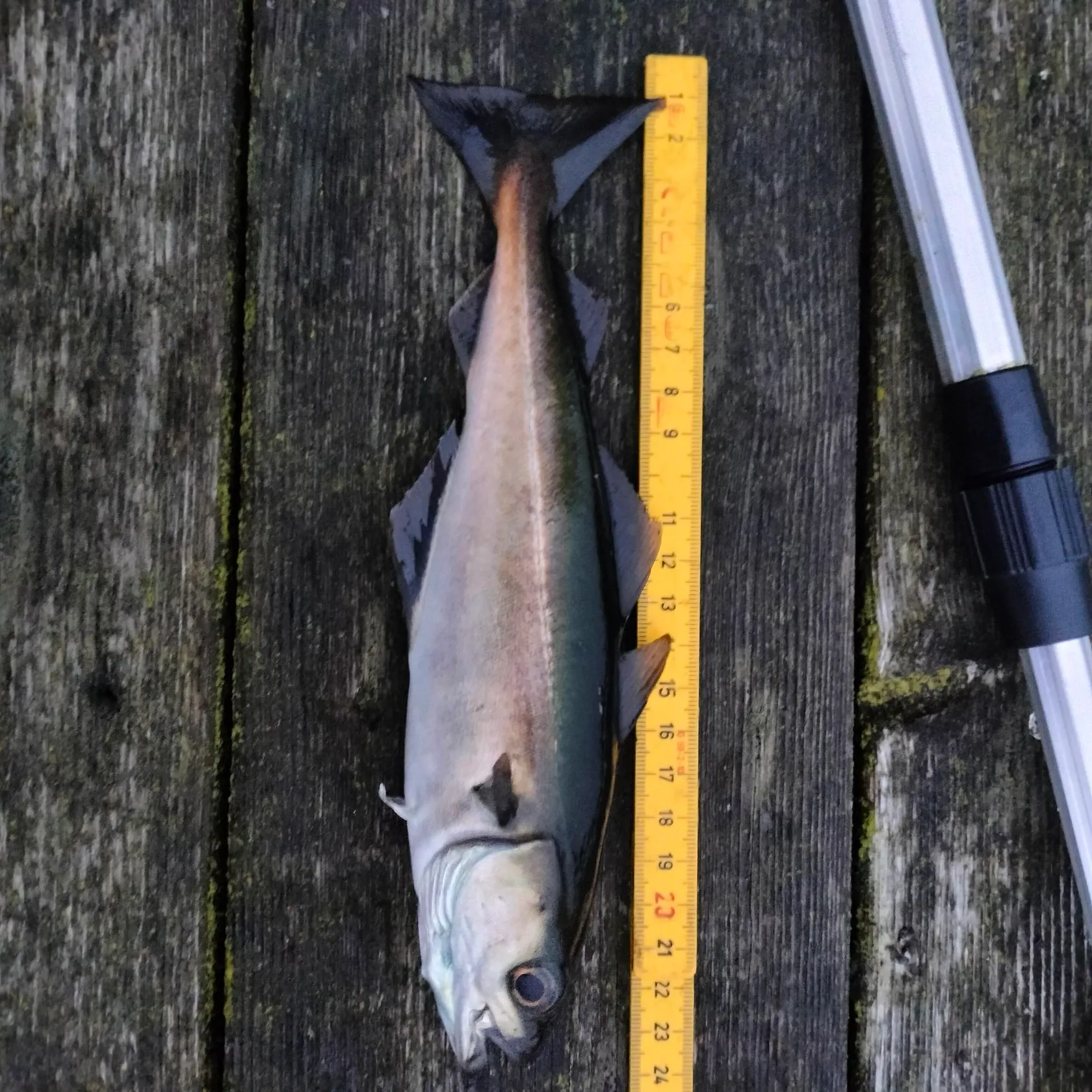 Atlantic pollock caught on Fishbrain
