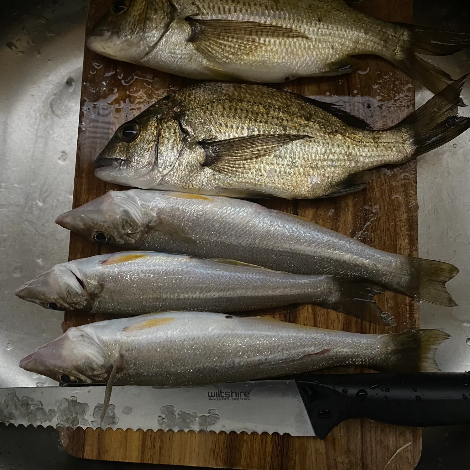 The most recent King George whiting catches on Fishbrain