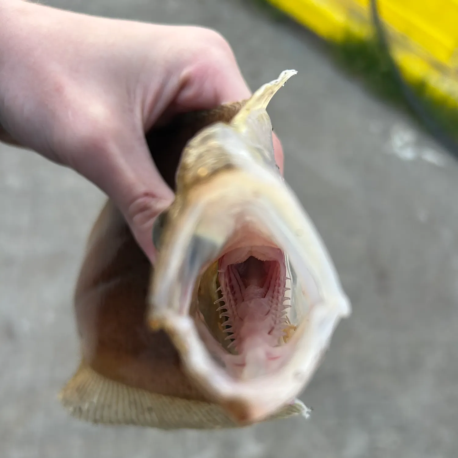 The most recent European flounder catches on Fishbrain