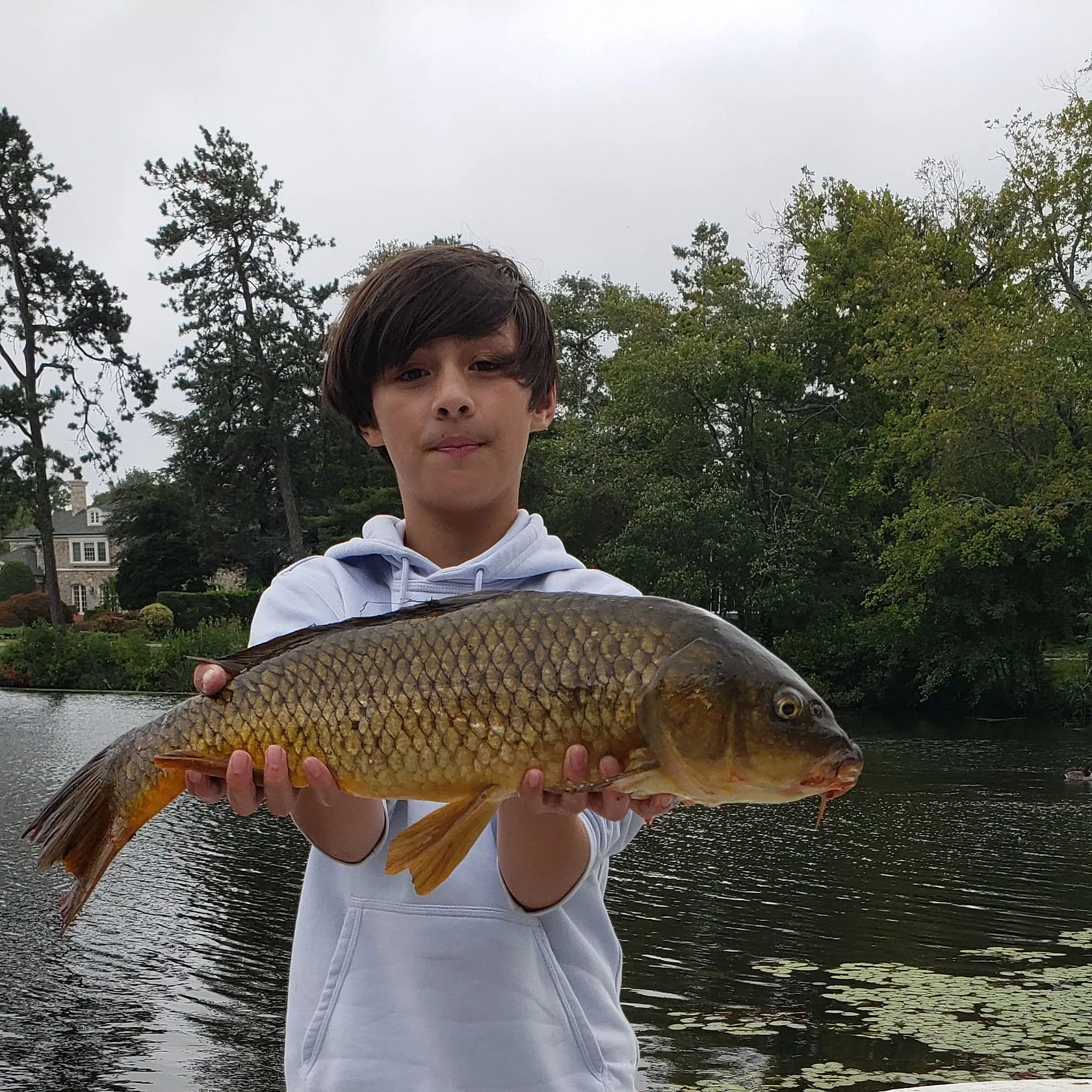 Common carp caught on Fishbrain