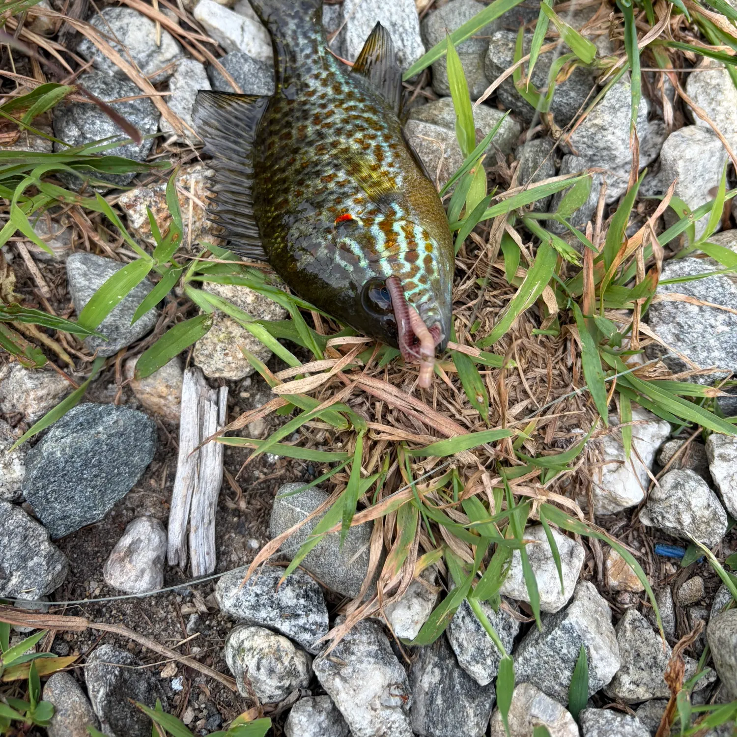 Redear sunfish caught on Fishbrain