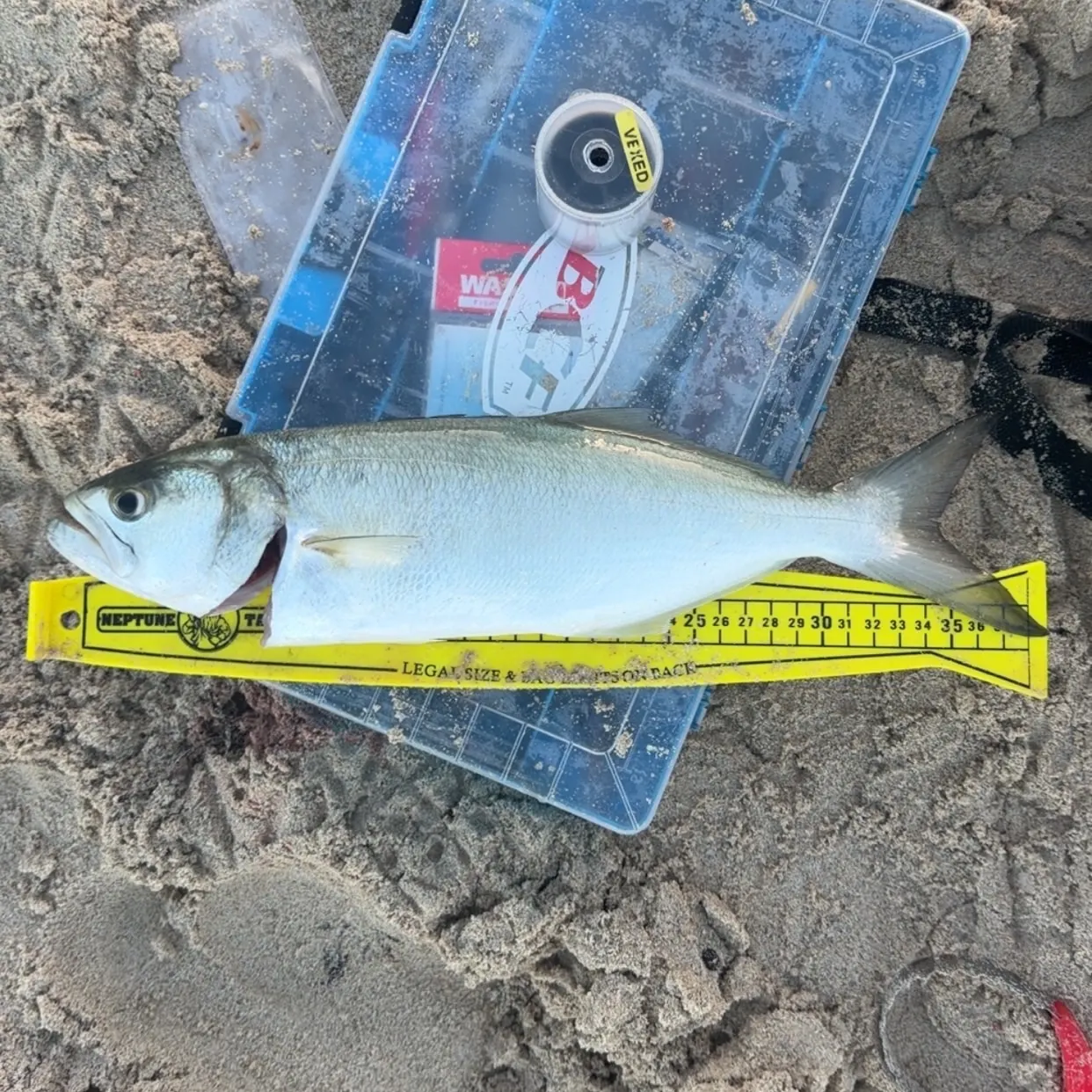 The most recent Bluefish catches on Fishbrain
