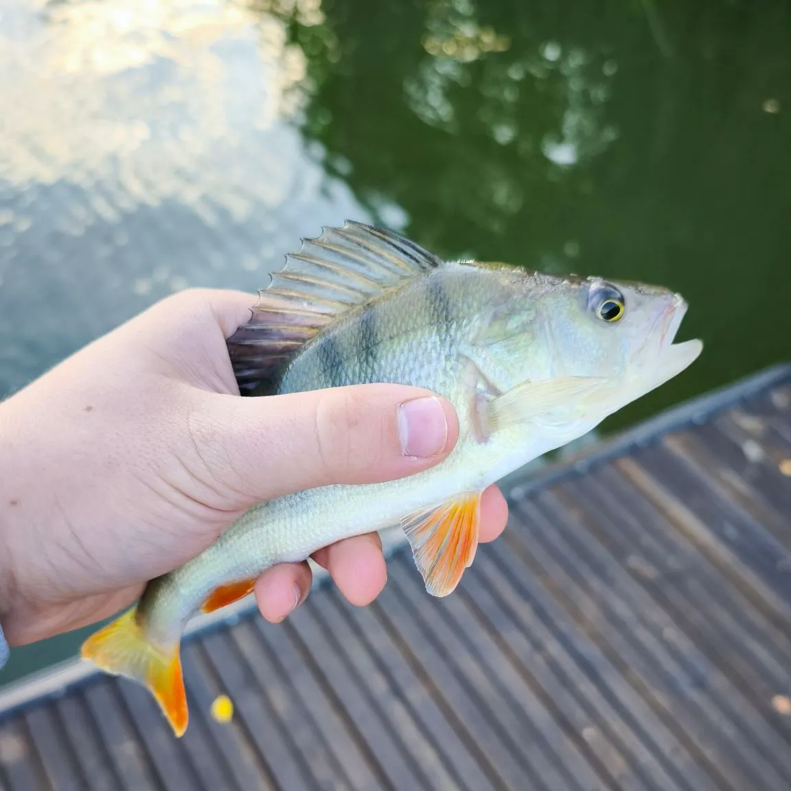 European perch caught on Fishbrain
