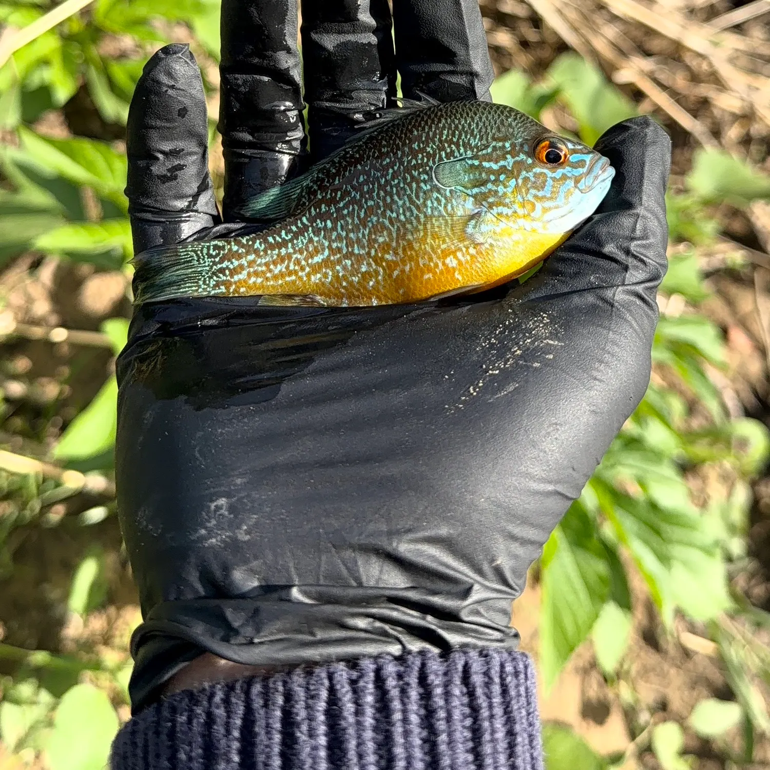 The most recent Pumpkingill hybrid catches on Fishbrain