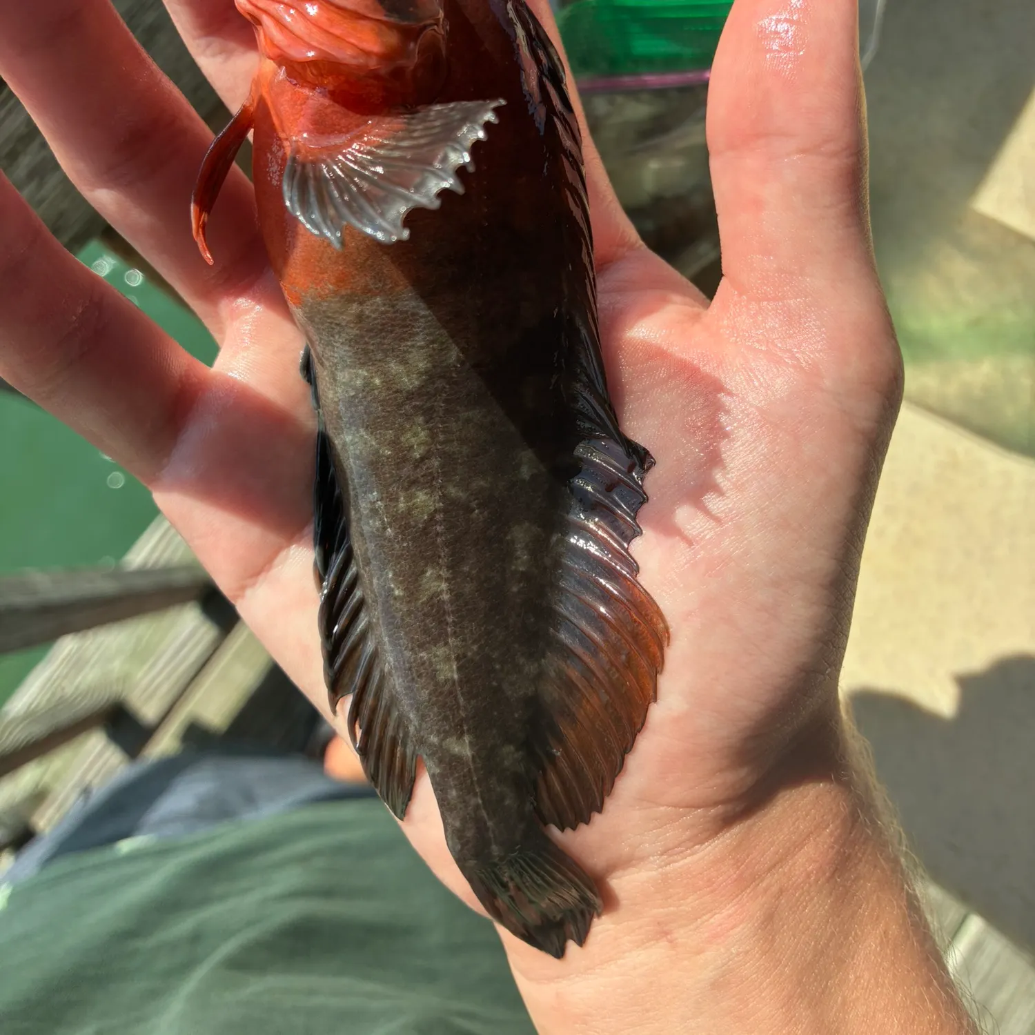 The most recent Masquerader hairy blenny catches on Fishbrain