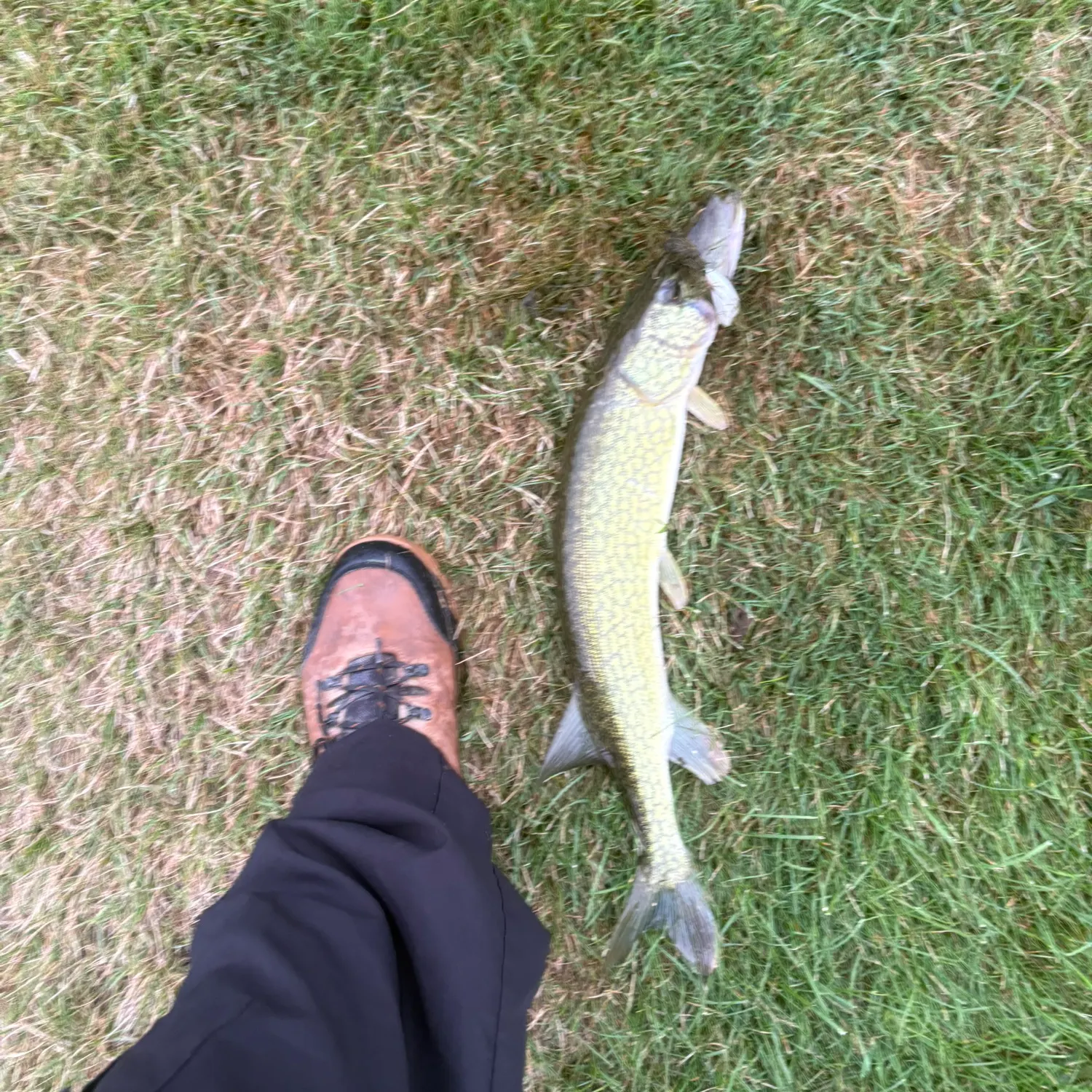 Chain pickerel caught on Fishbrain