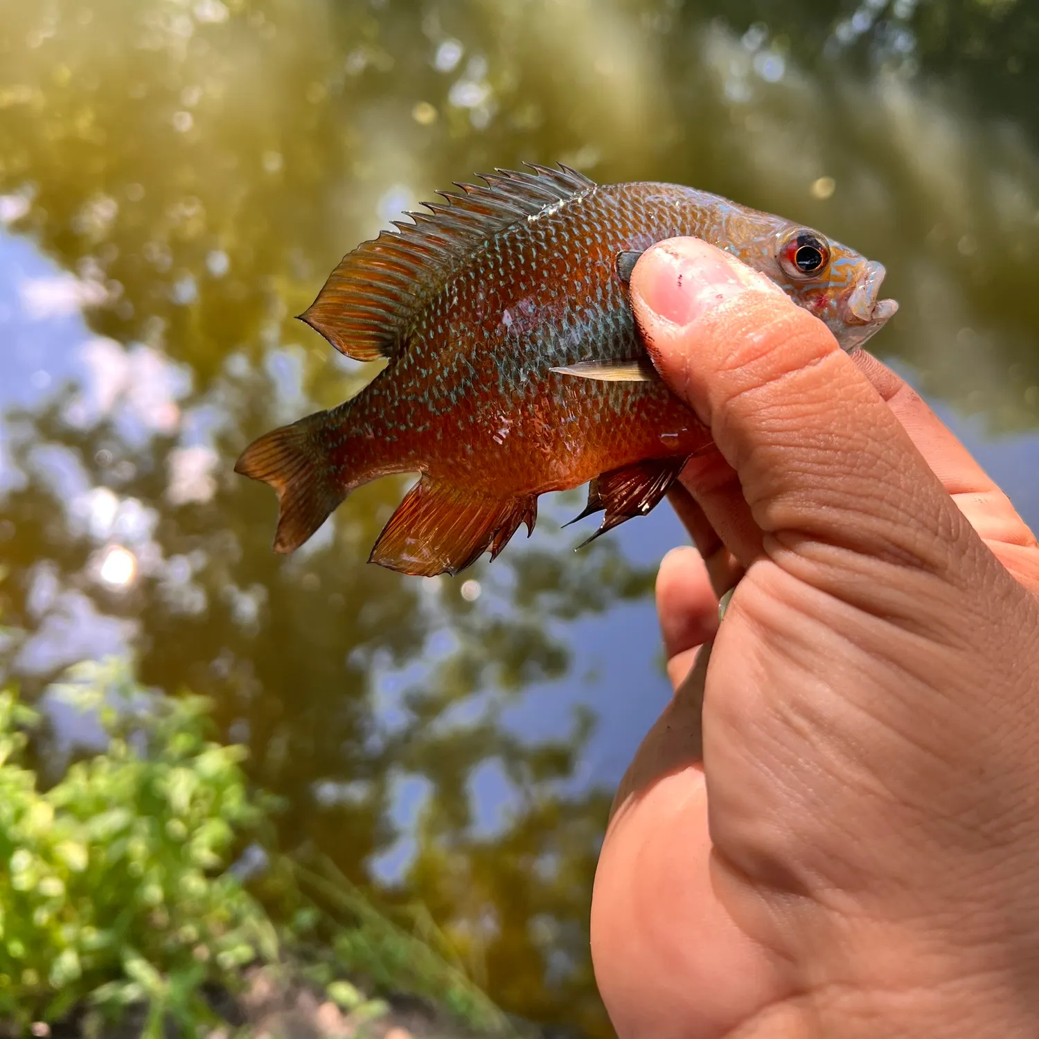 catch