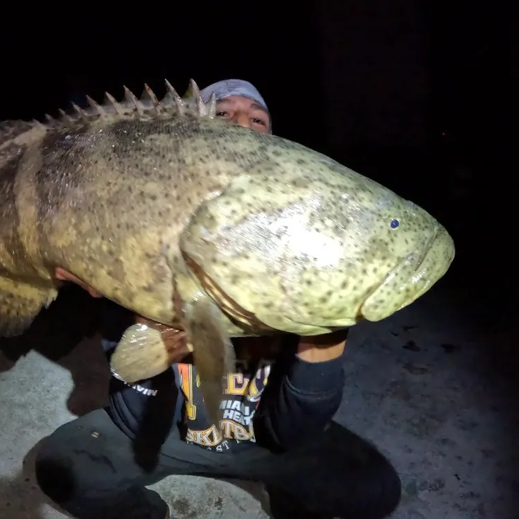 The most recent Atlantic goliath grouper catches on Fishbrain