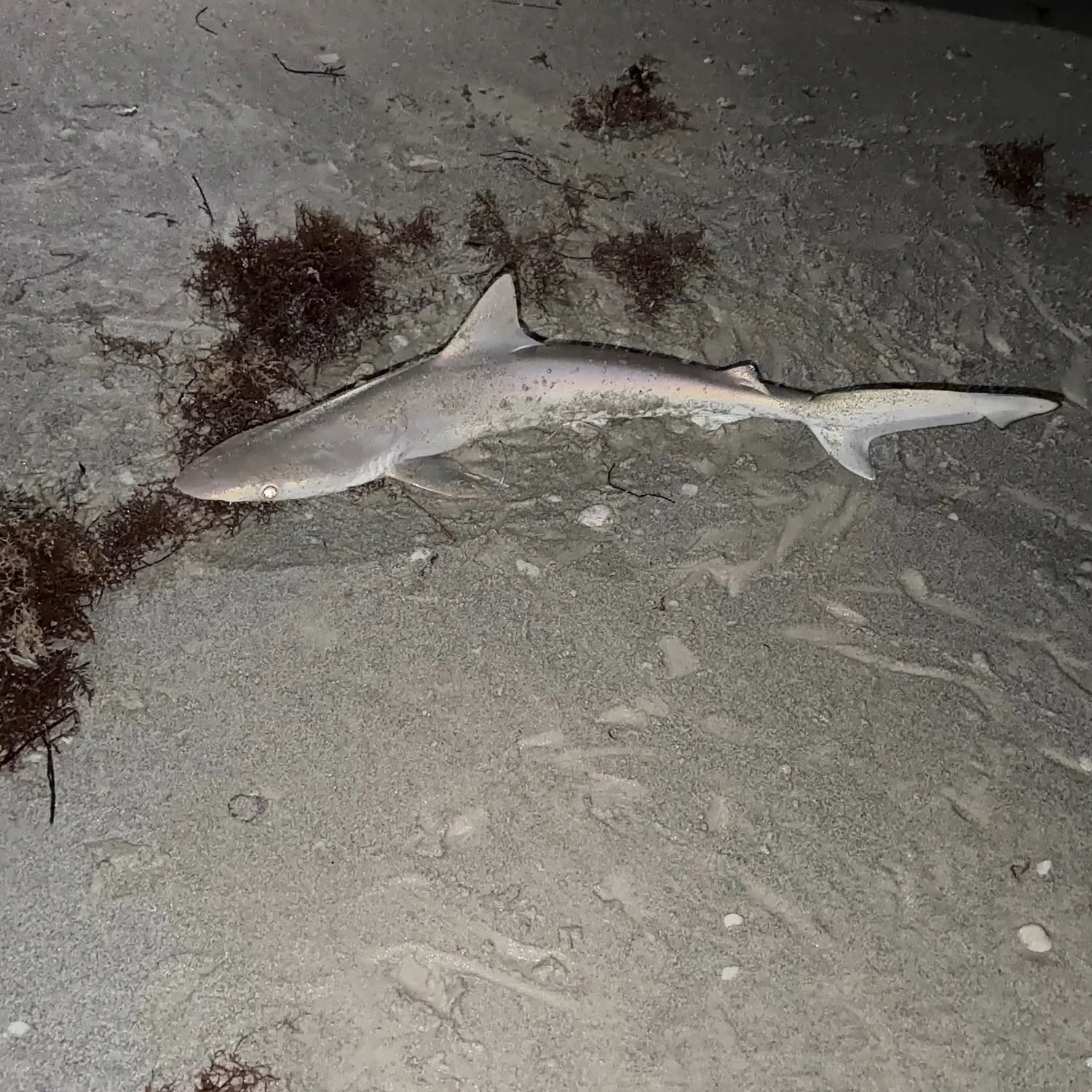 The most recent Atlantic sharpnose shark catches on Fishbrain