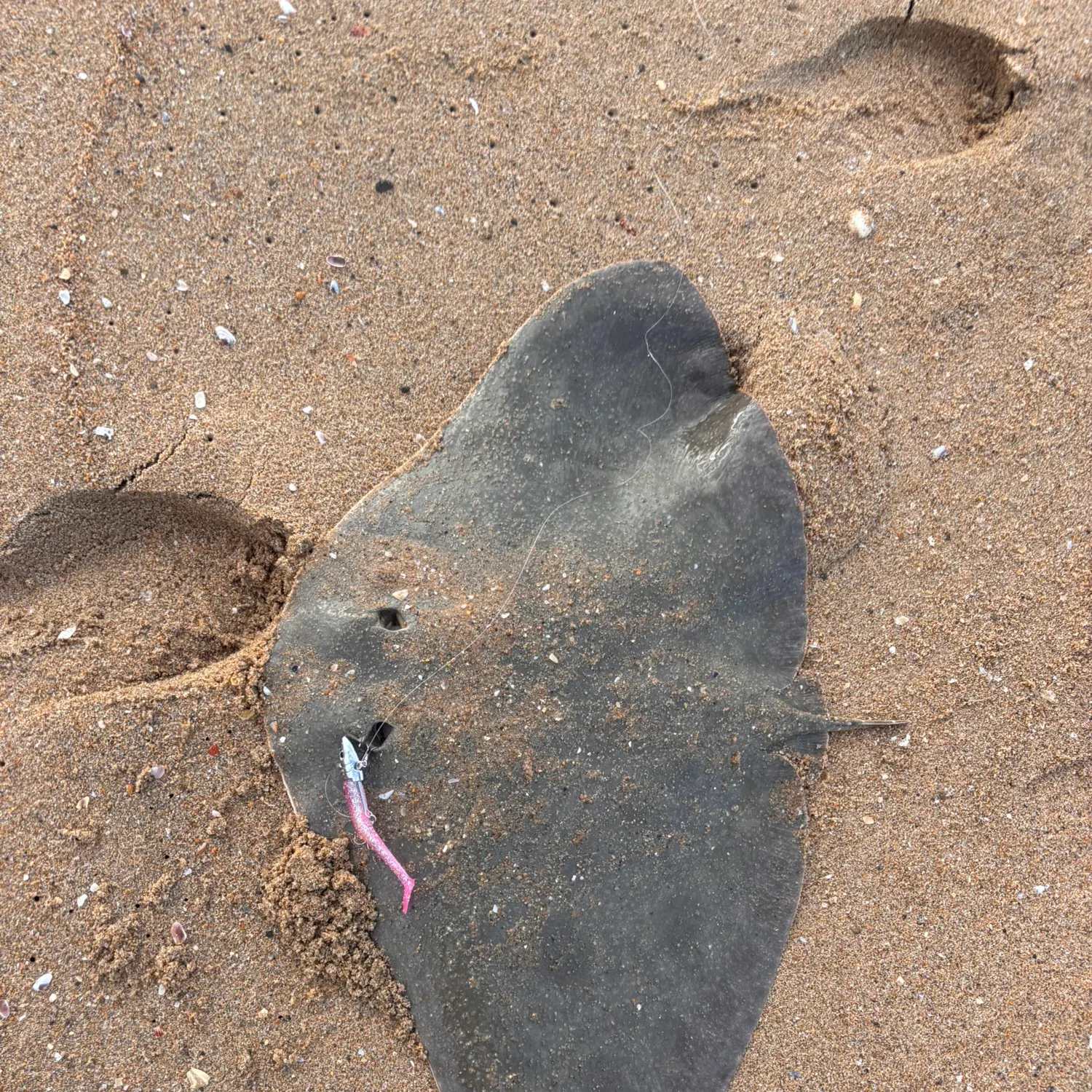 The most recent Backwater butterfly ray catches on Fishbrain
