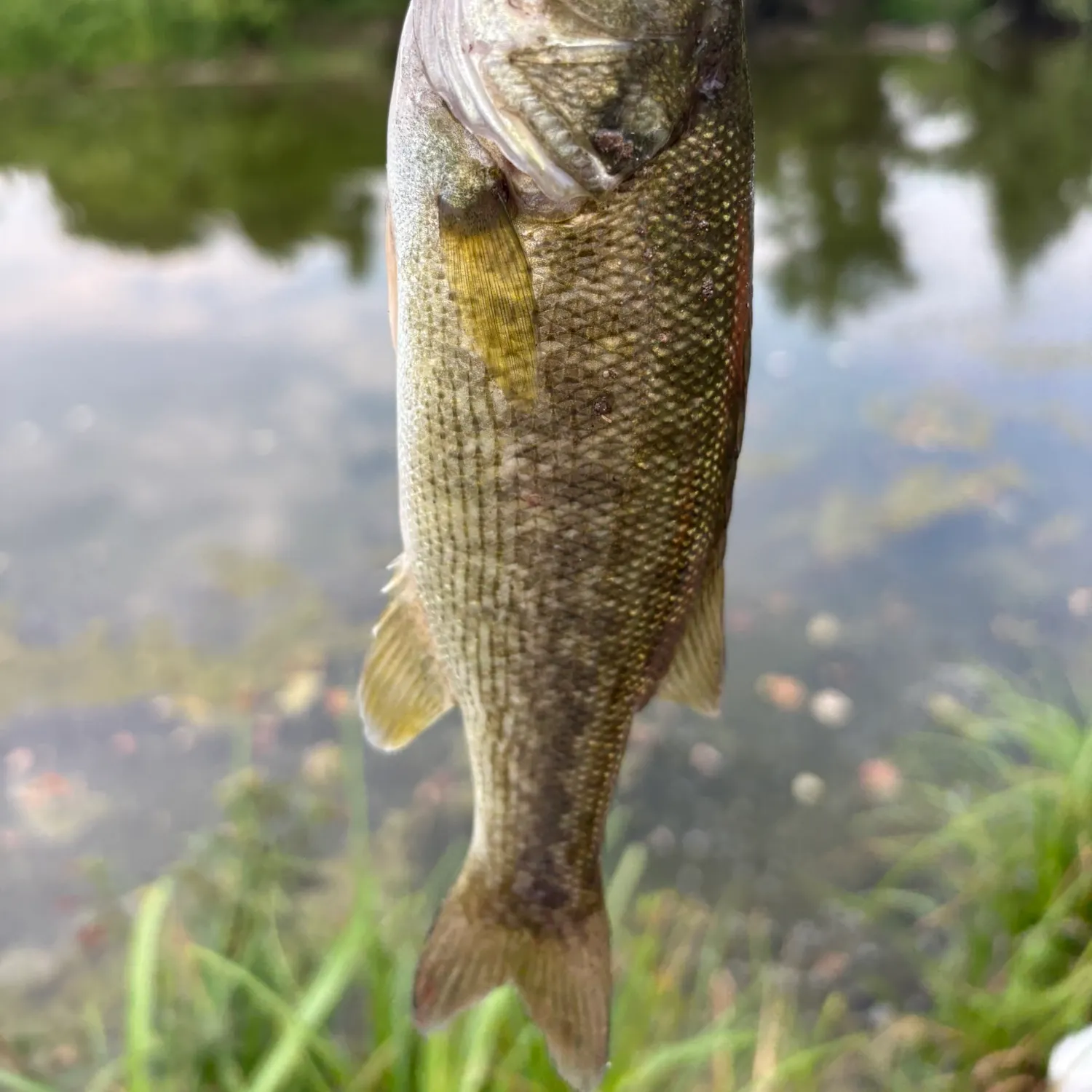 Guadalupe bass caught on Fishbrain