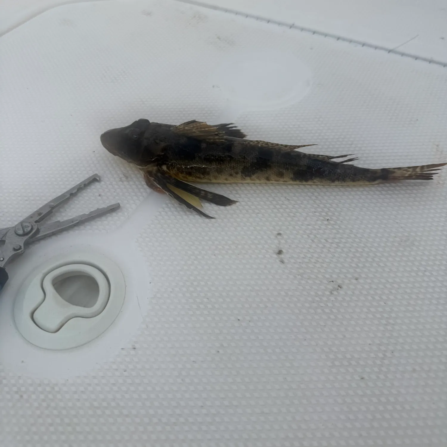 The most recent Leopard searobin catches on Fishbrain