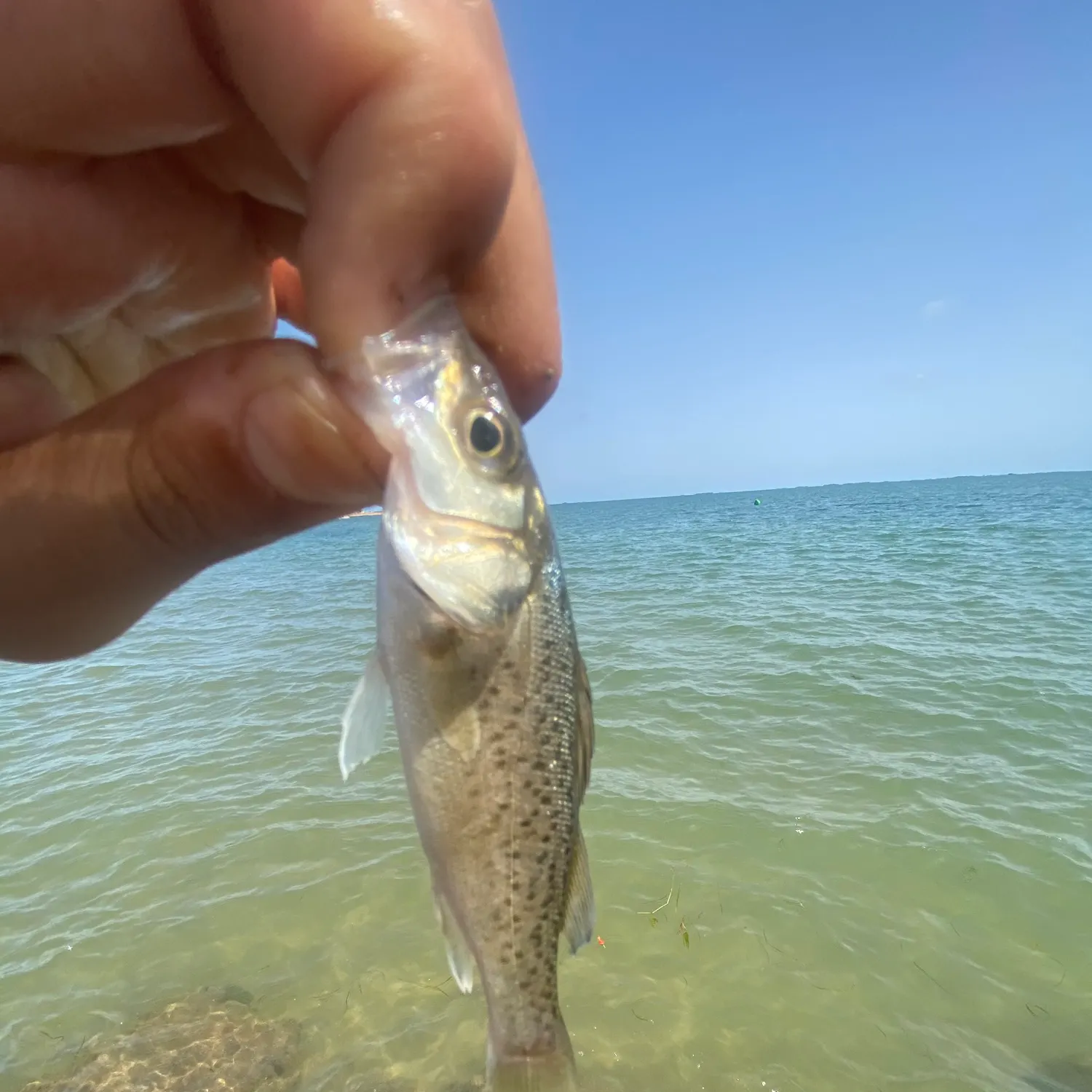 The most recent Spotted seabass catches on Fishbrain