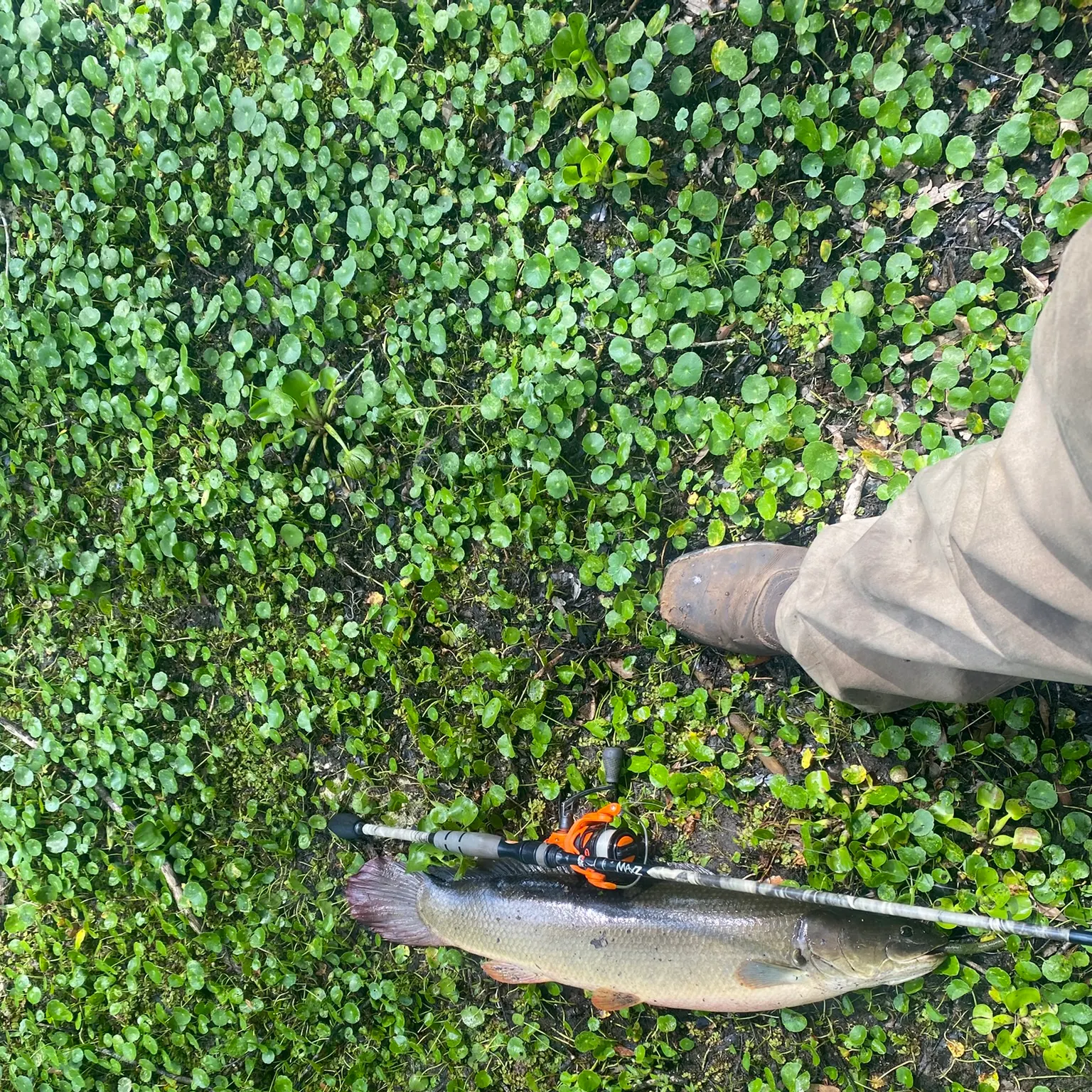 The most recent Ruddy bowfin catches on Fishbrain