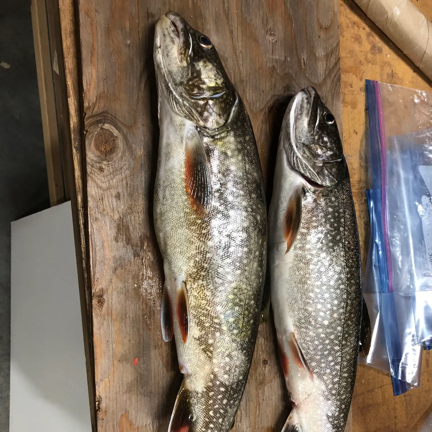 recently logged catches