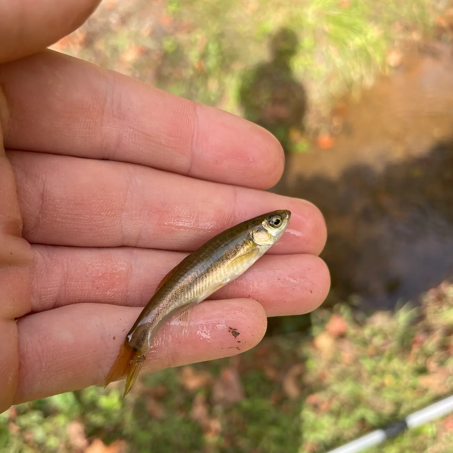 Creek chub caught on Fishbrain