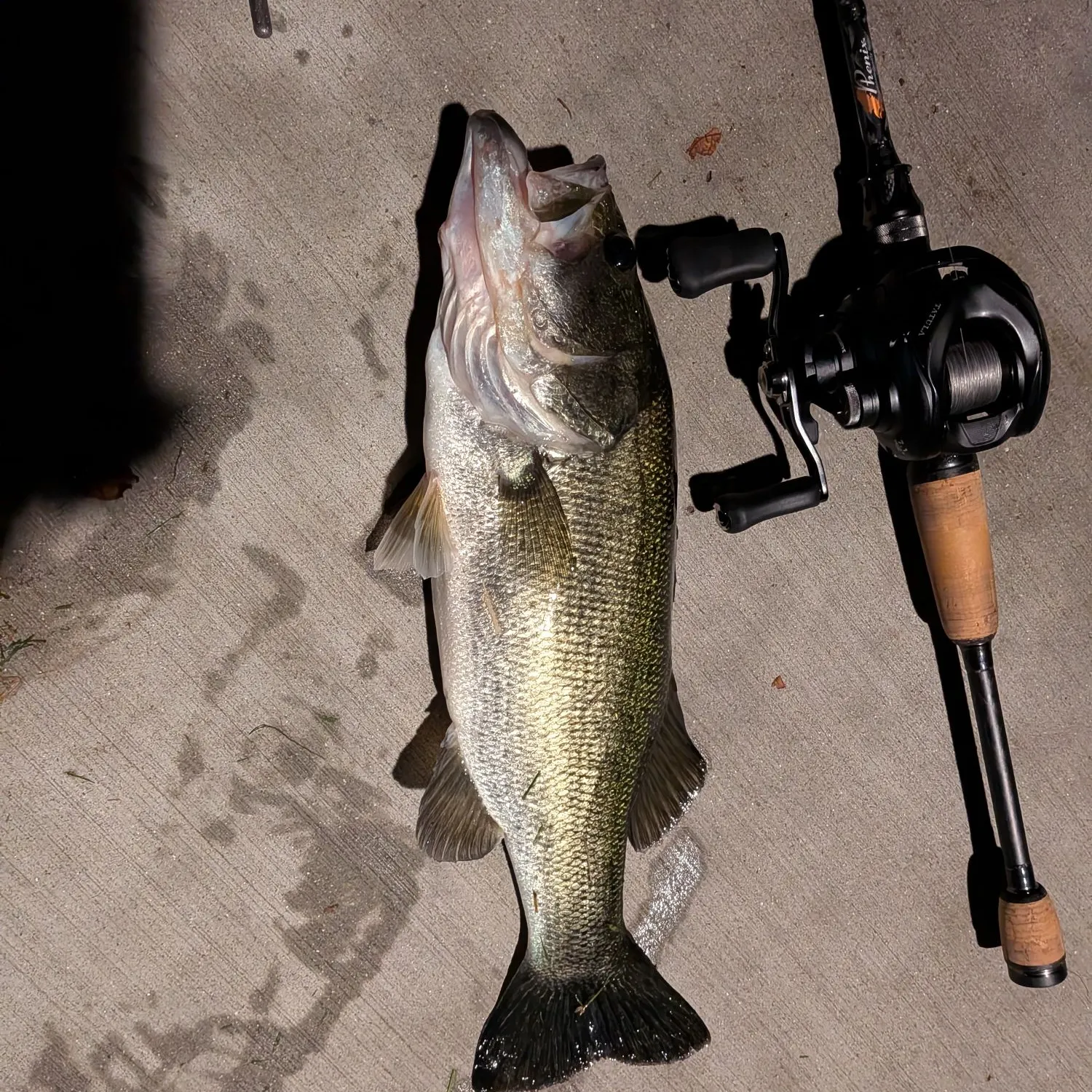 Largemouth bass caught on Fishbrain