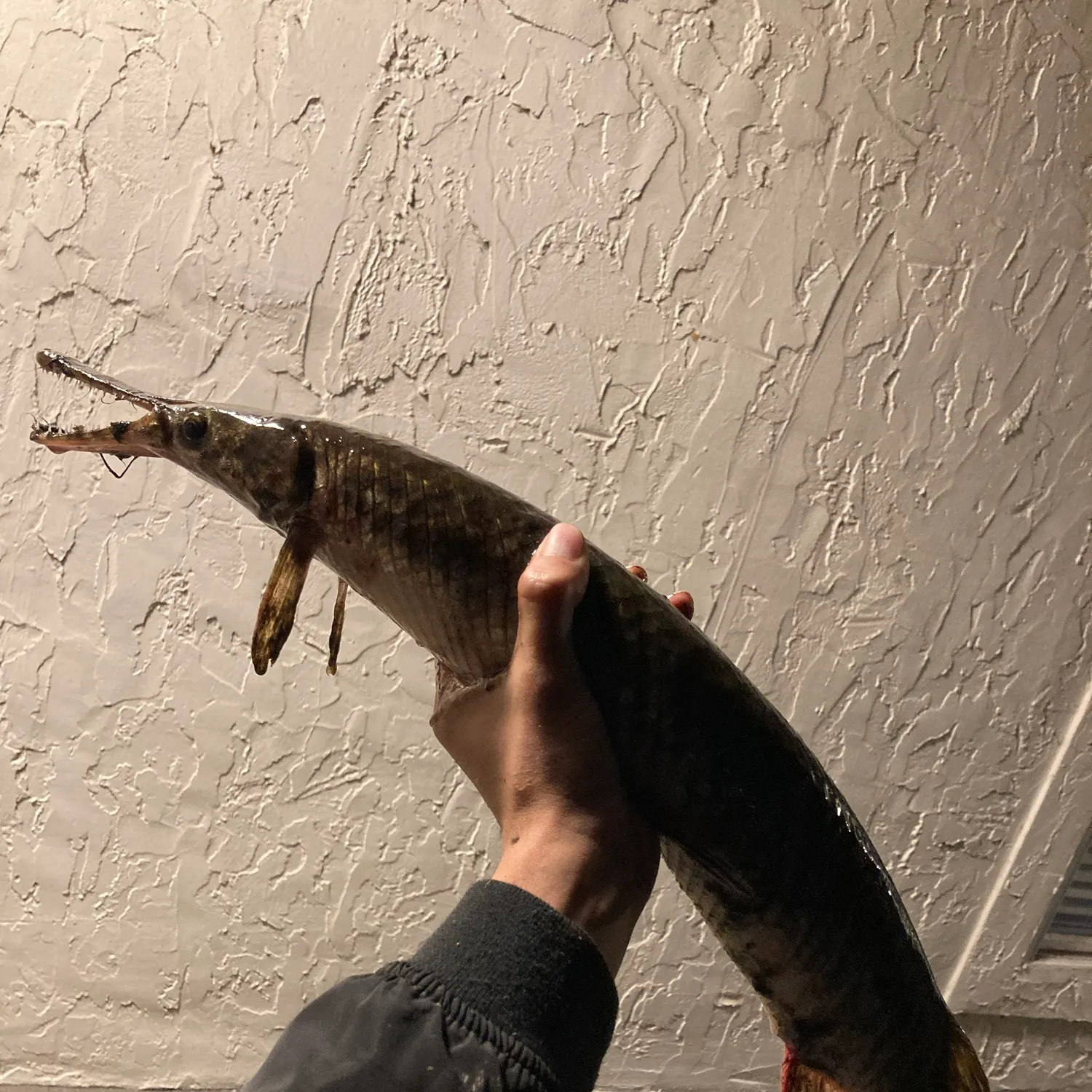 Spotted gar caught on Fishbrain