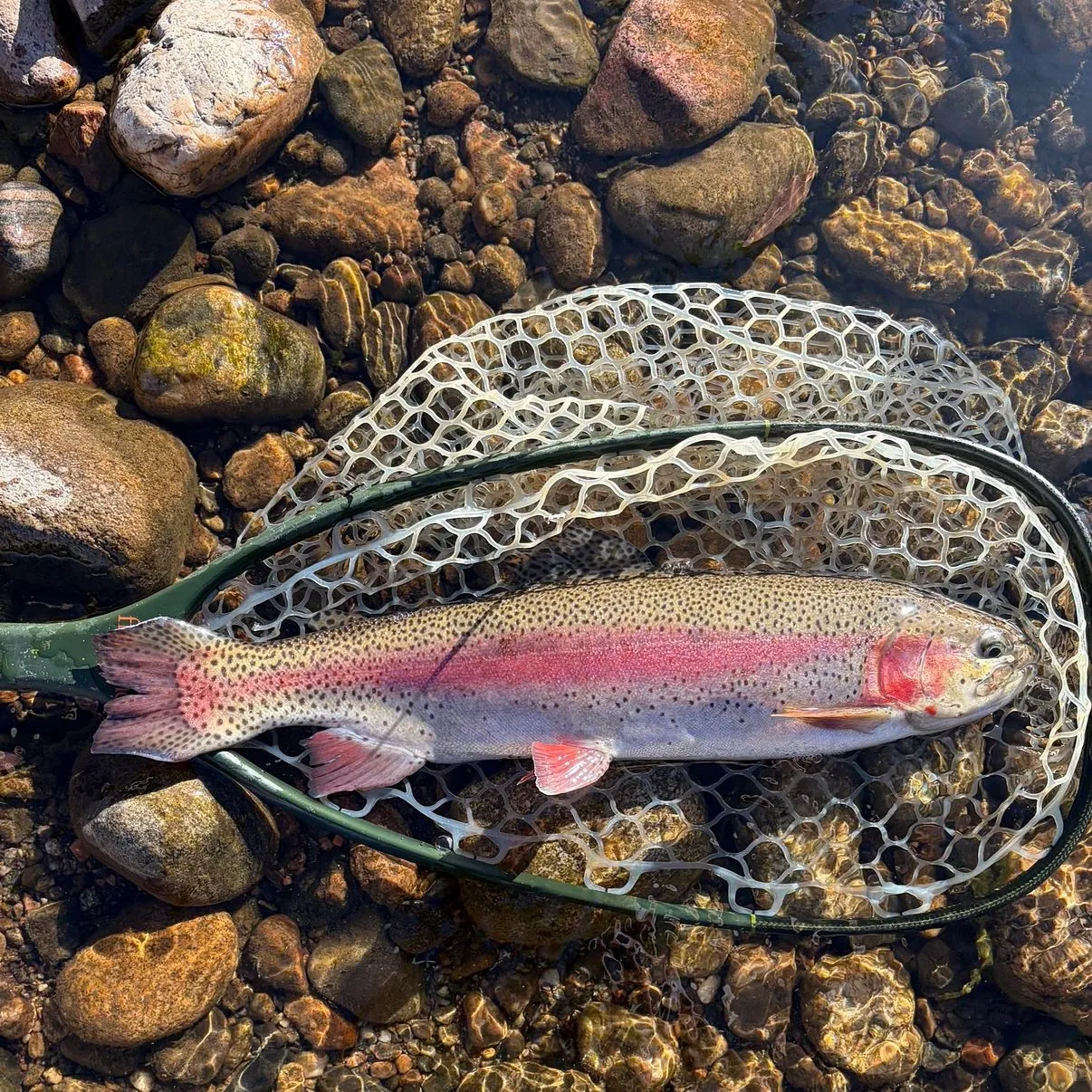 Rainbow trout caught on Fishbrain