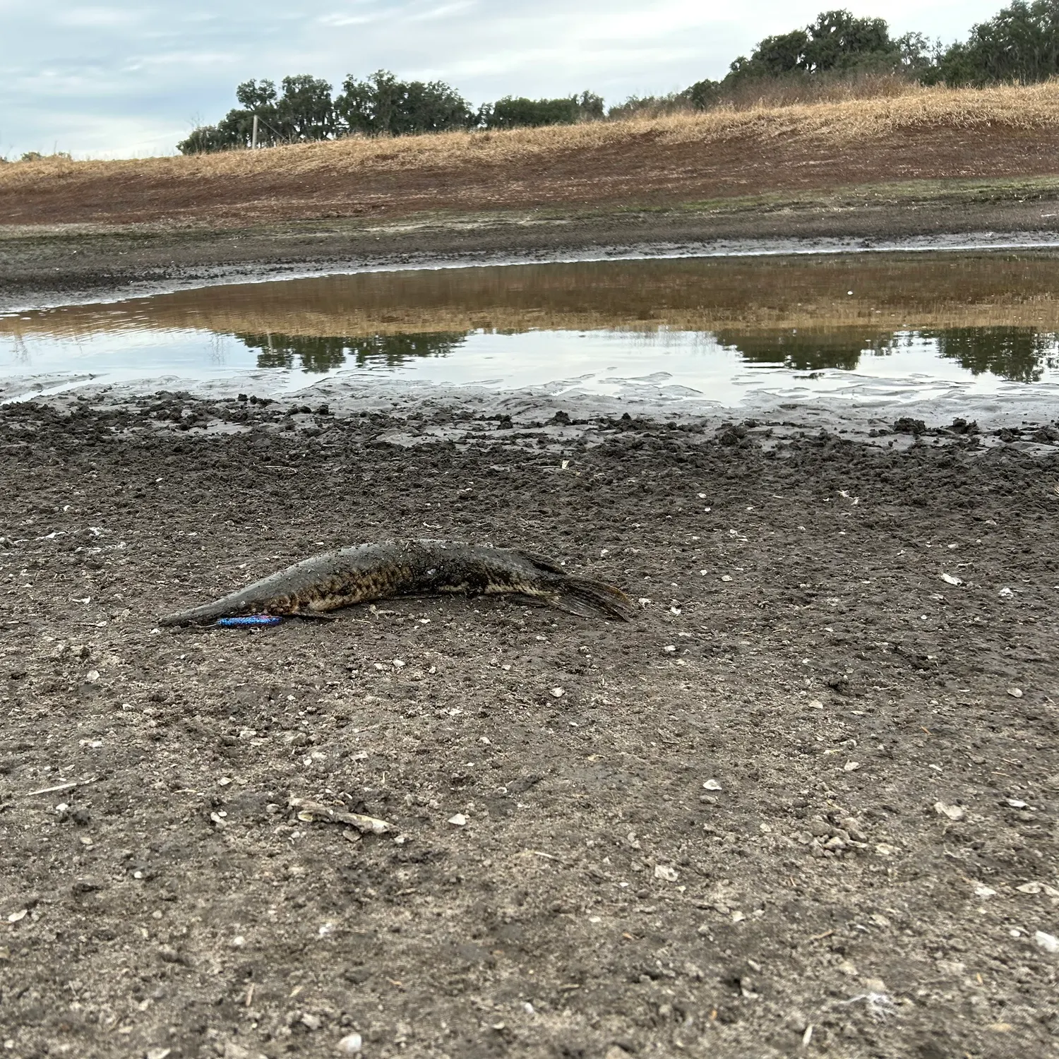 The most recent Longnose gar catches on Fishbrain