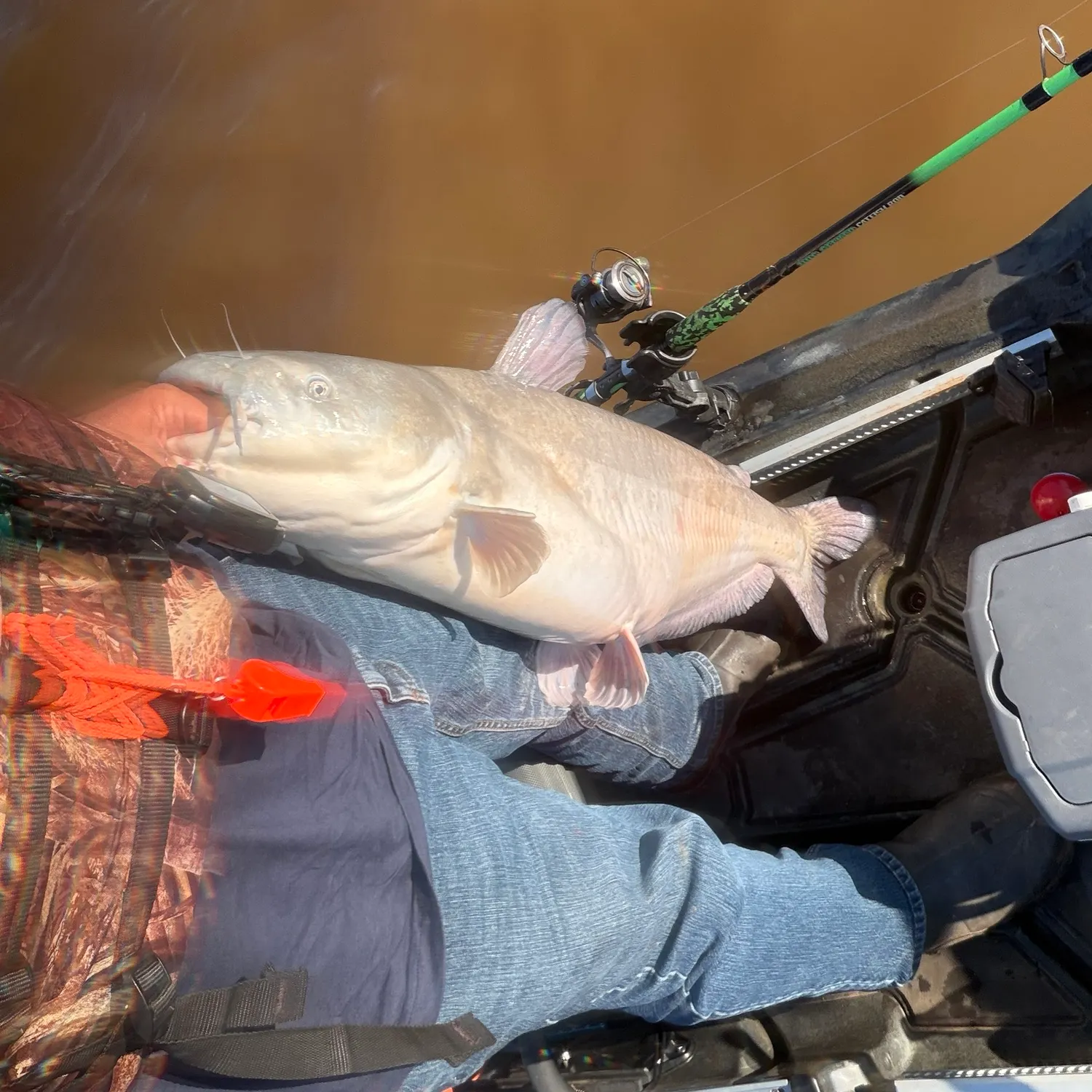 Blue catfish caught on Fishbrain
