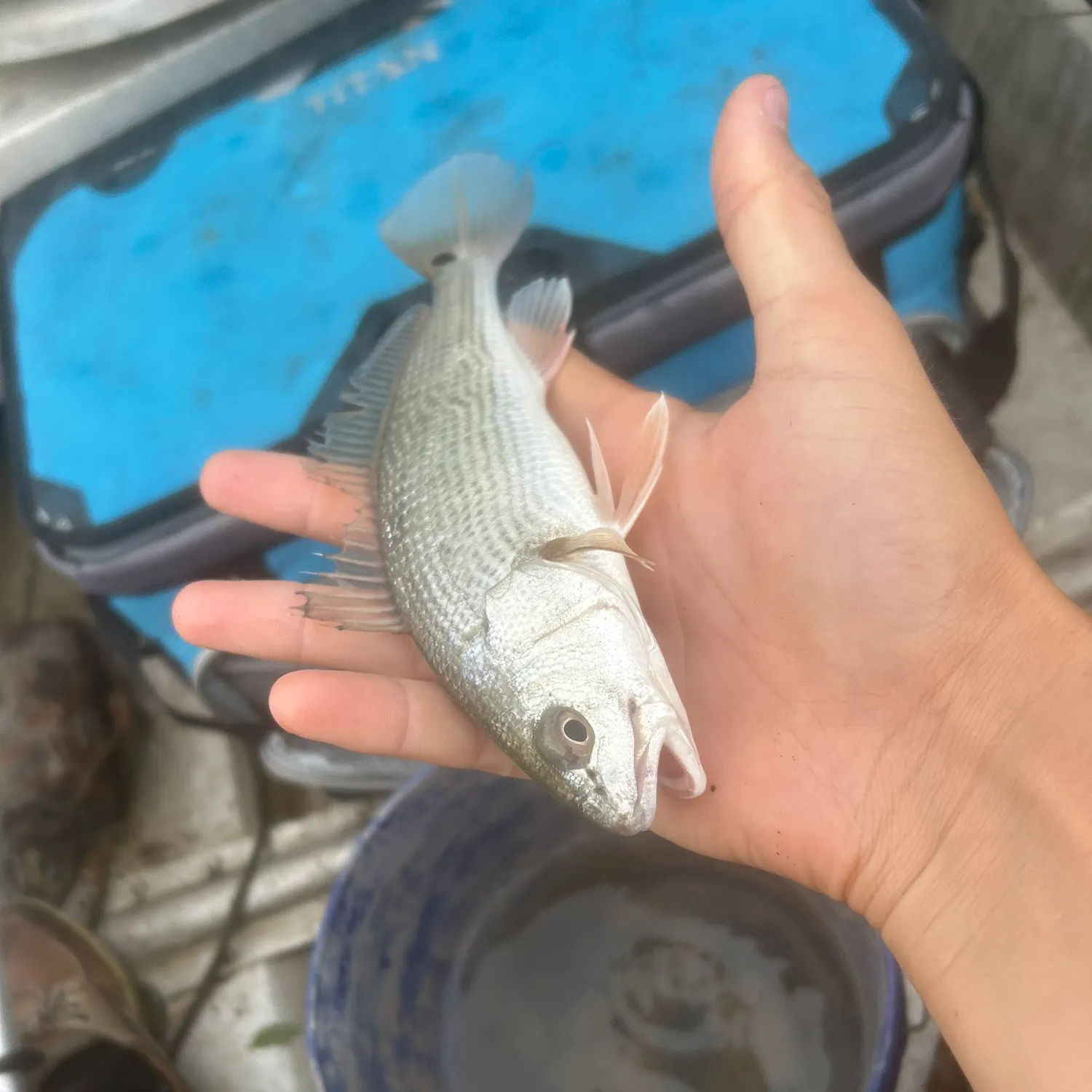most liked catch image