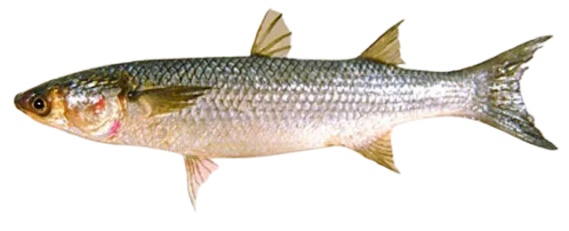 Thinlip grey mullet