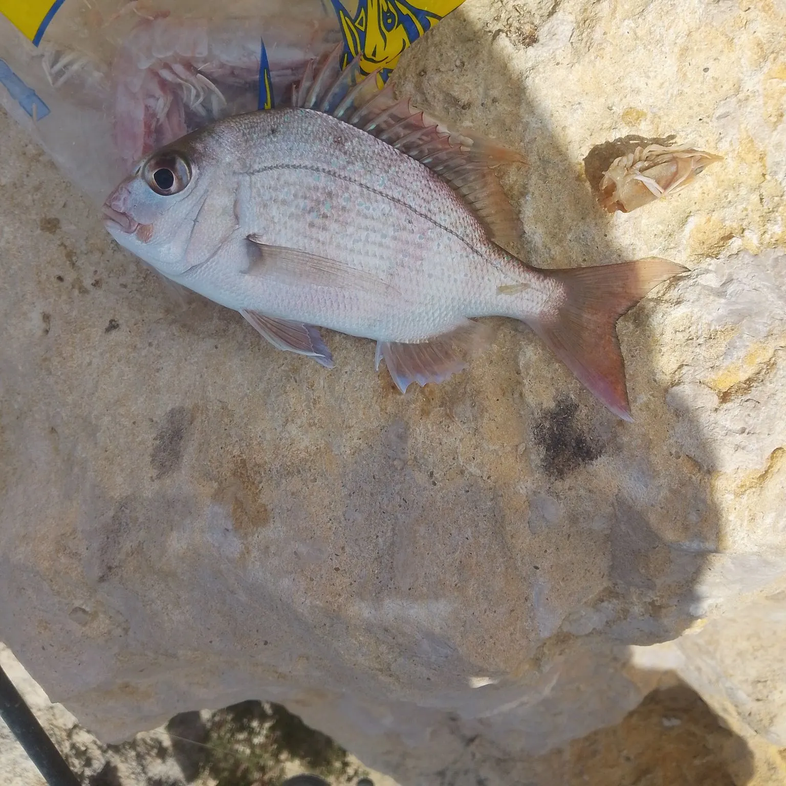 Australasian snapper caught on Fishbrain