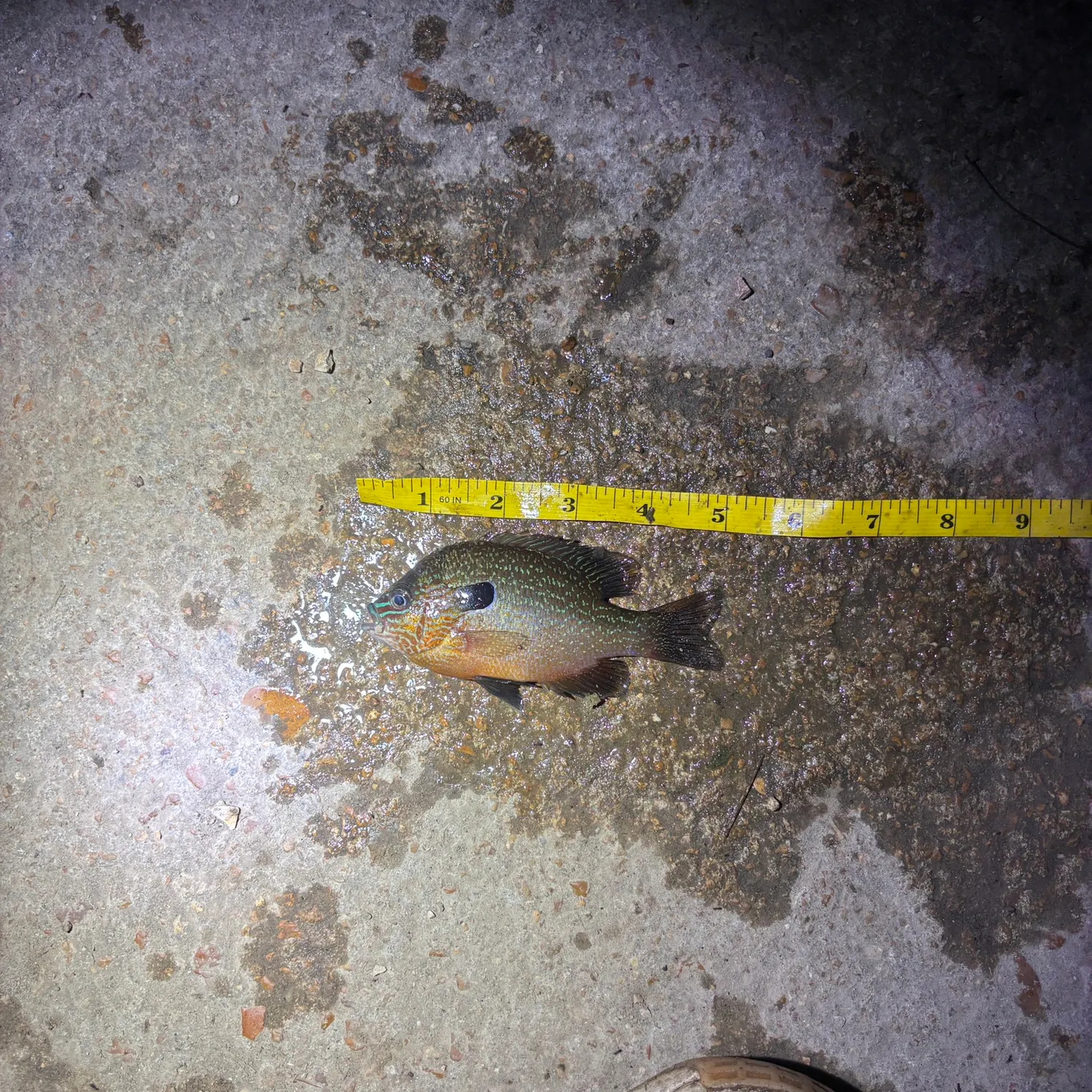 Longear sunfish caught on Fishbrain