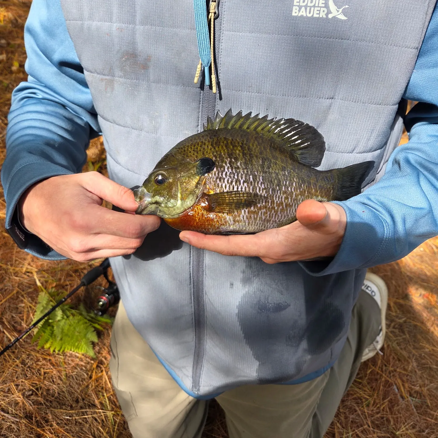 Pumpkinseed caught on Fishbrain