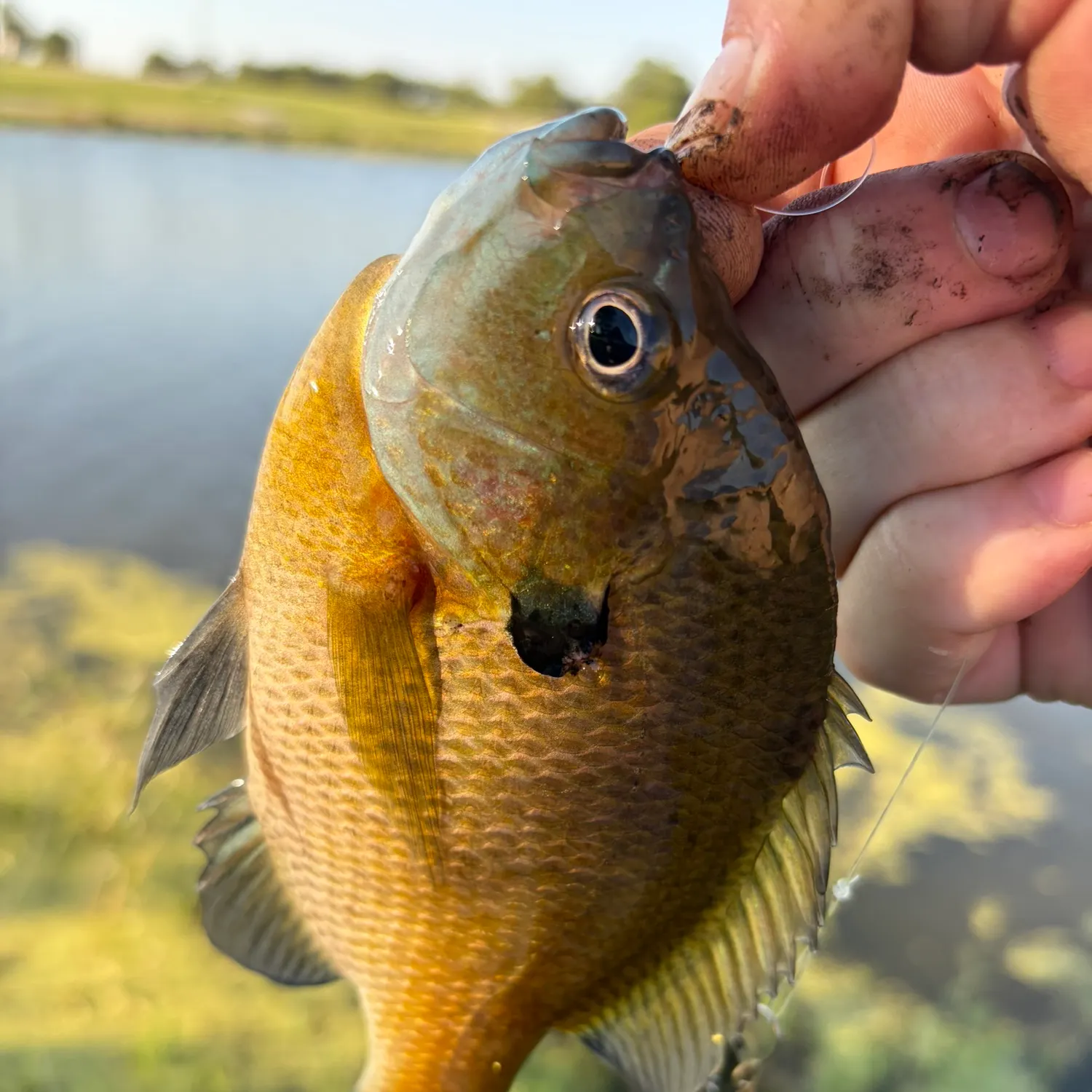 Bluegill caught on Fishbrain