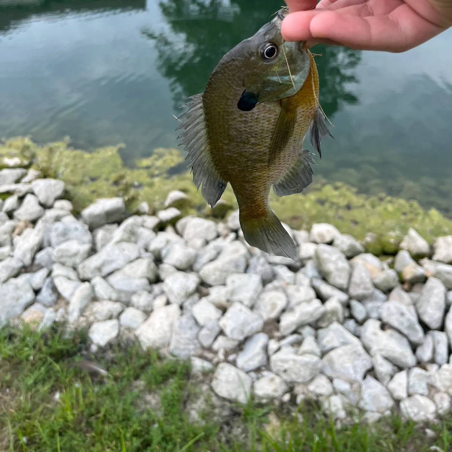 Bluegill caught on Fishbrain