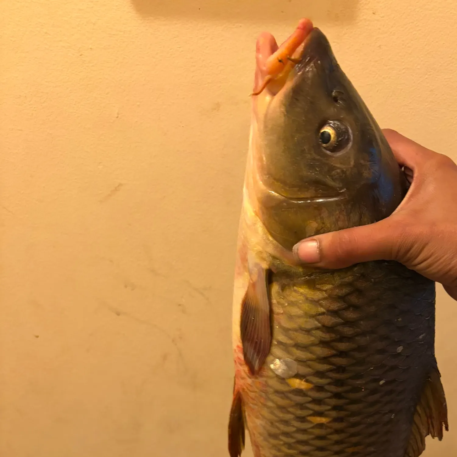 Common carp caught on Fishbrain