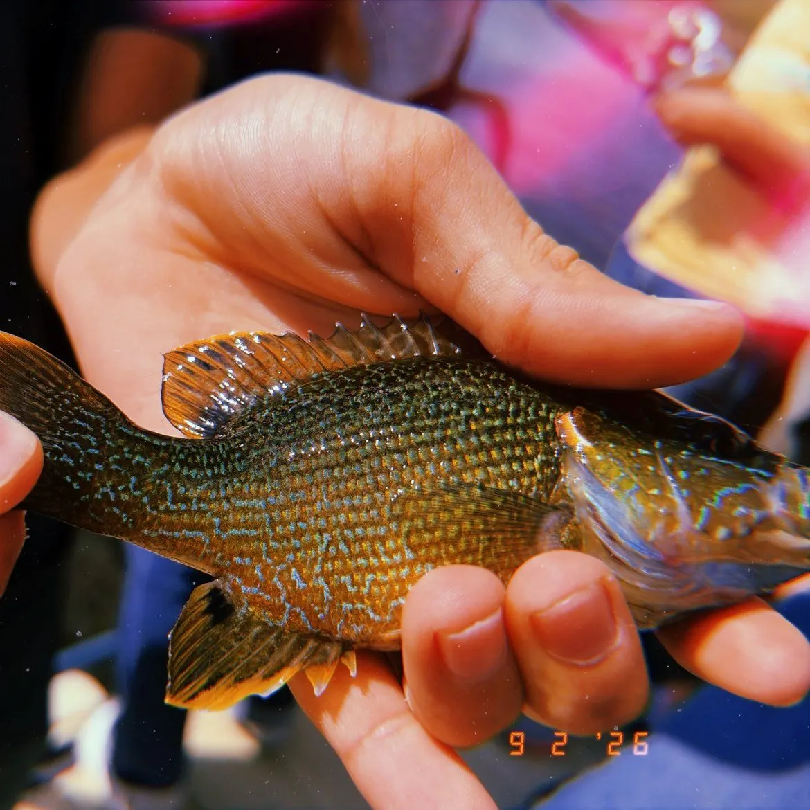 Green sunfish caught on Fishbrain