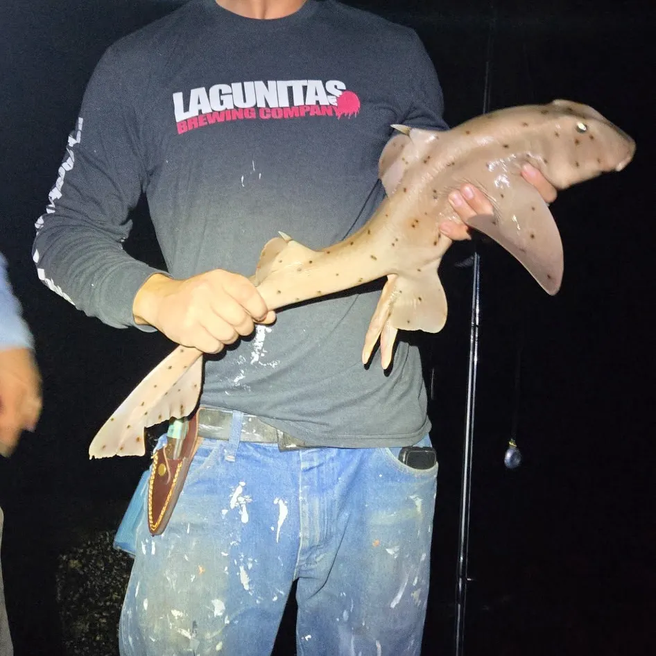 The most recent Horn shark catches on Fishbrain