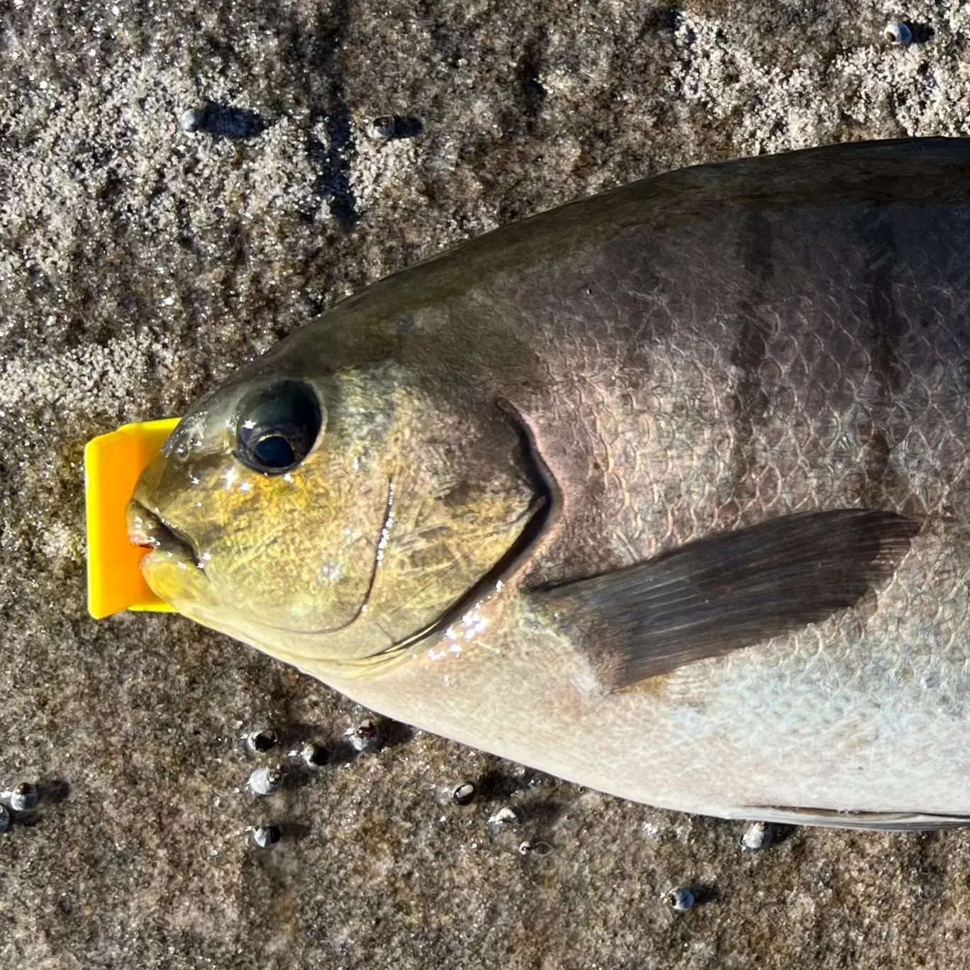 The most recent Luderick catches on Fishbrain