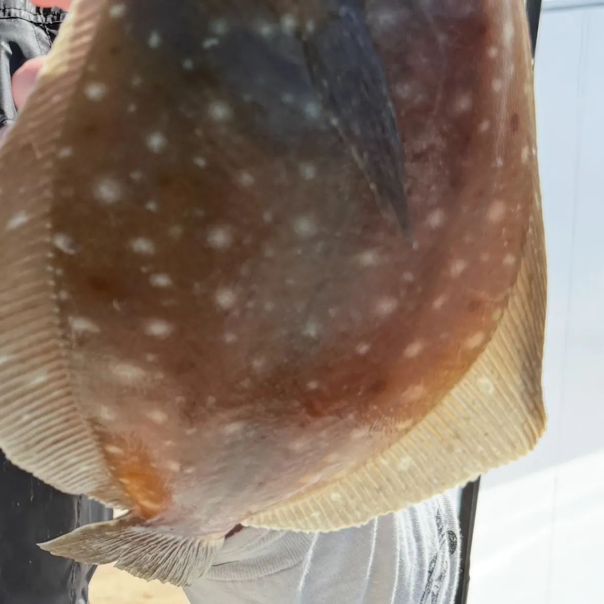 The most recent Dover sole catches on Fishbrain