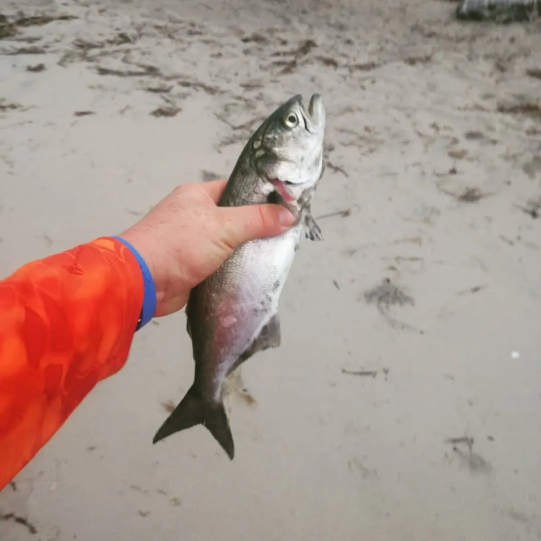 angler catch