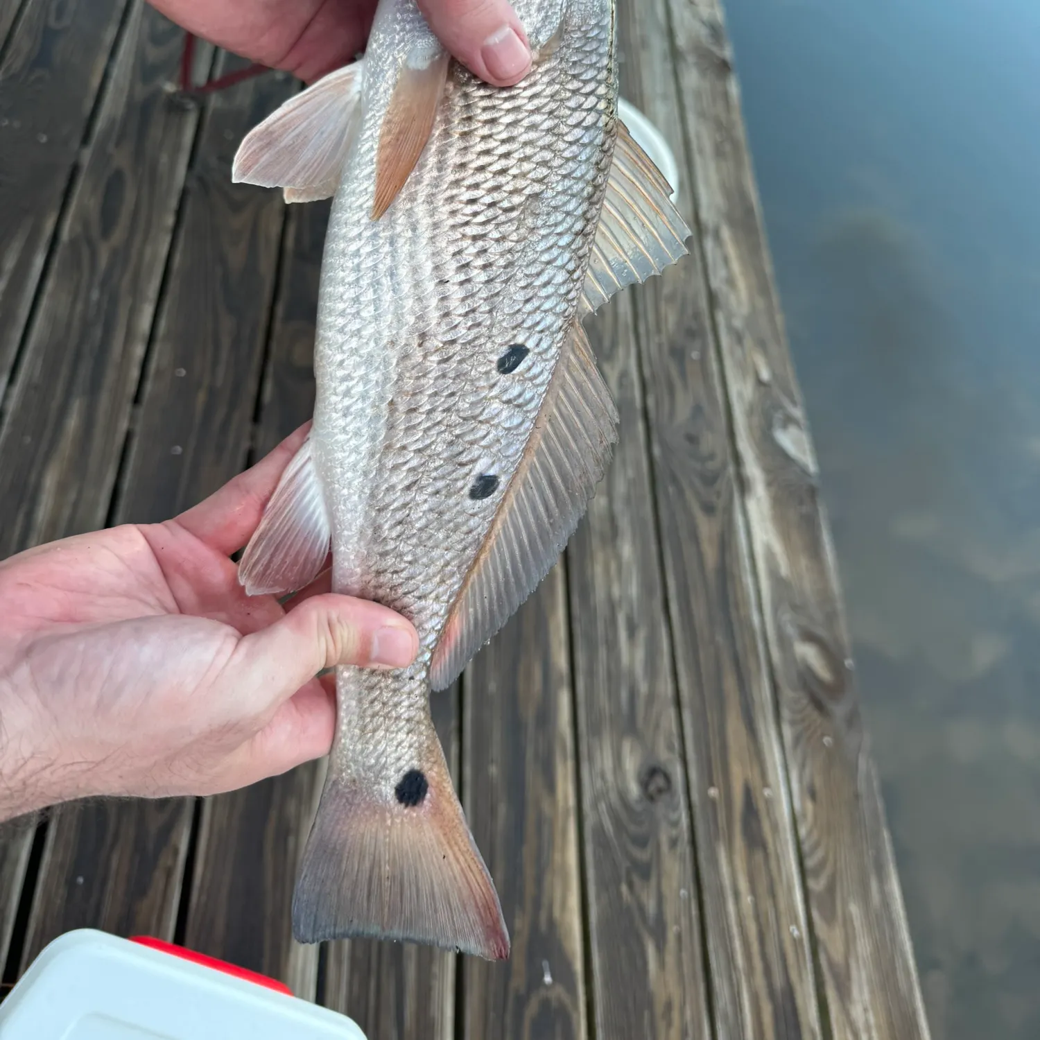 Red drum caught on Fishbrain